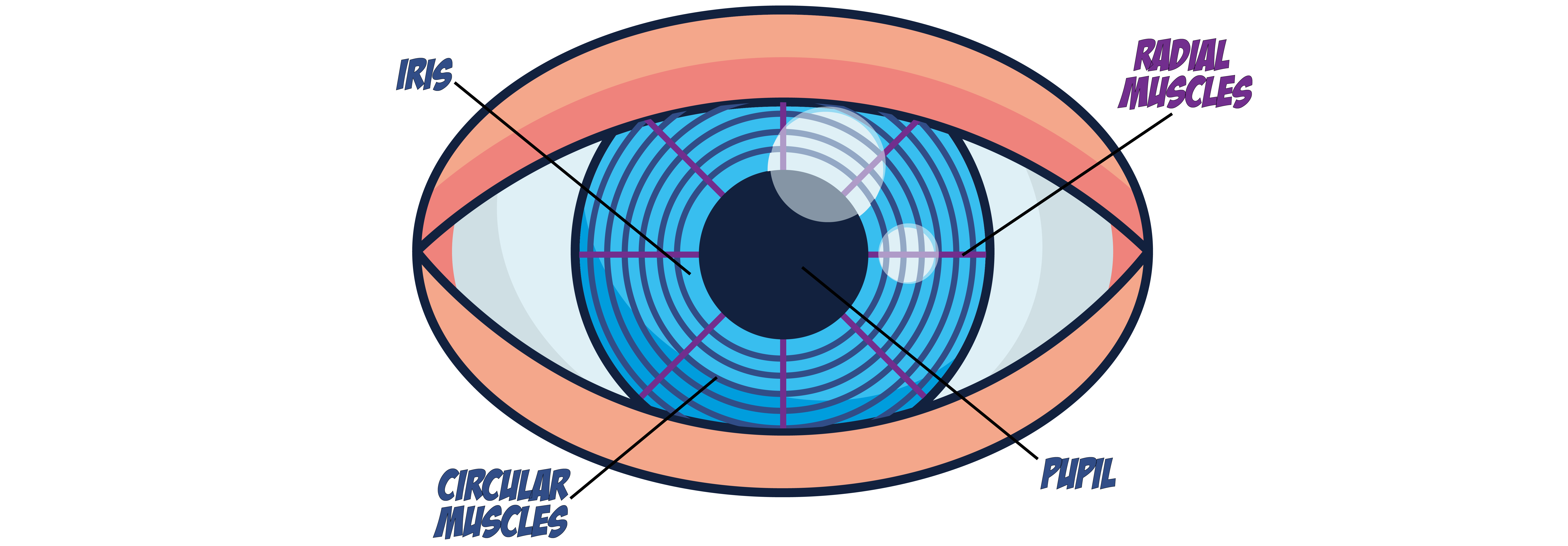 Radial and Circular Muscles