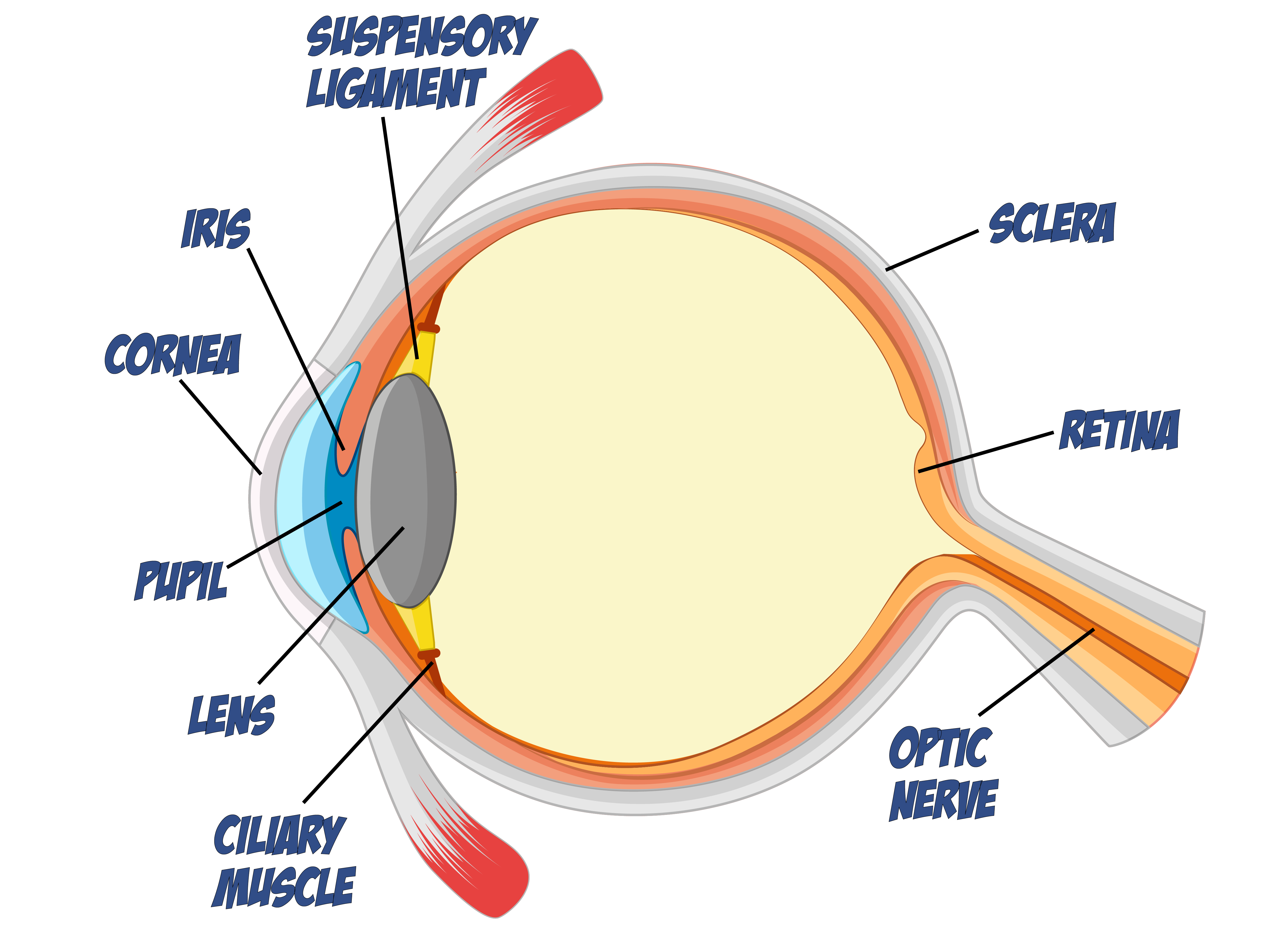 The Eye