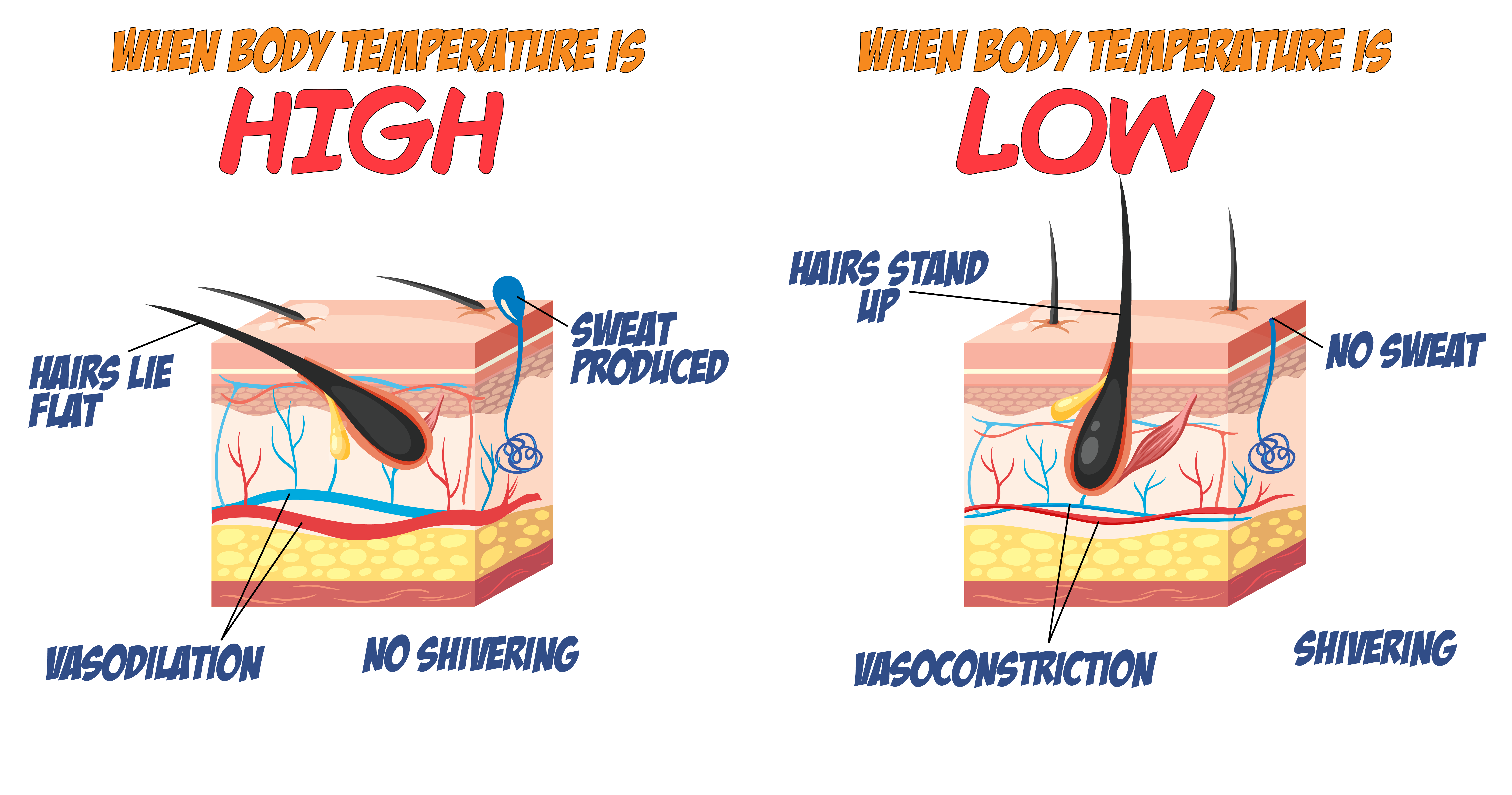 Thermoregulation