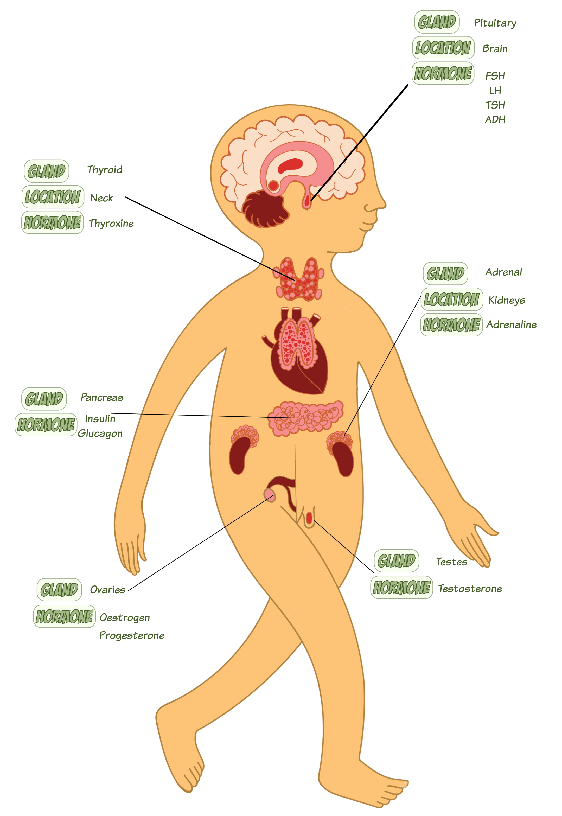 Endocrine System