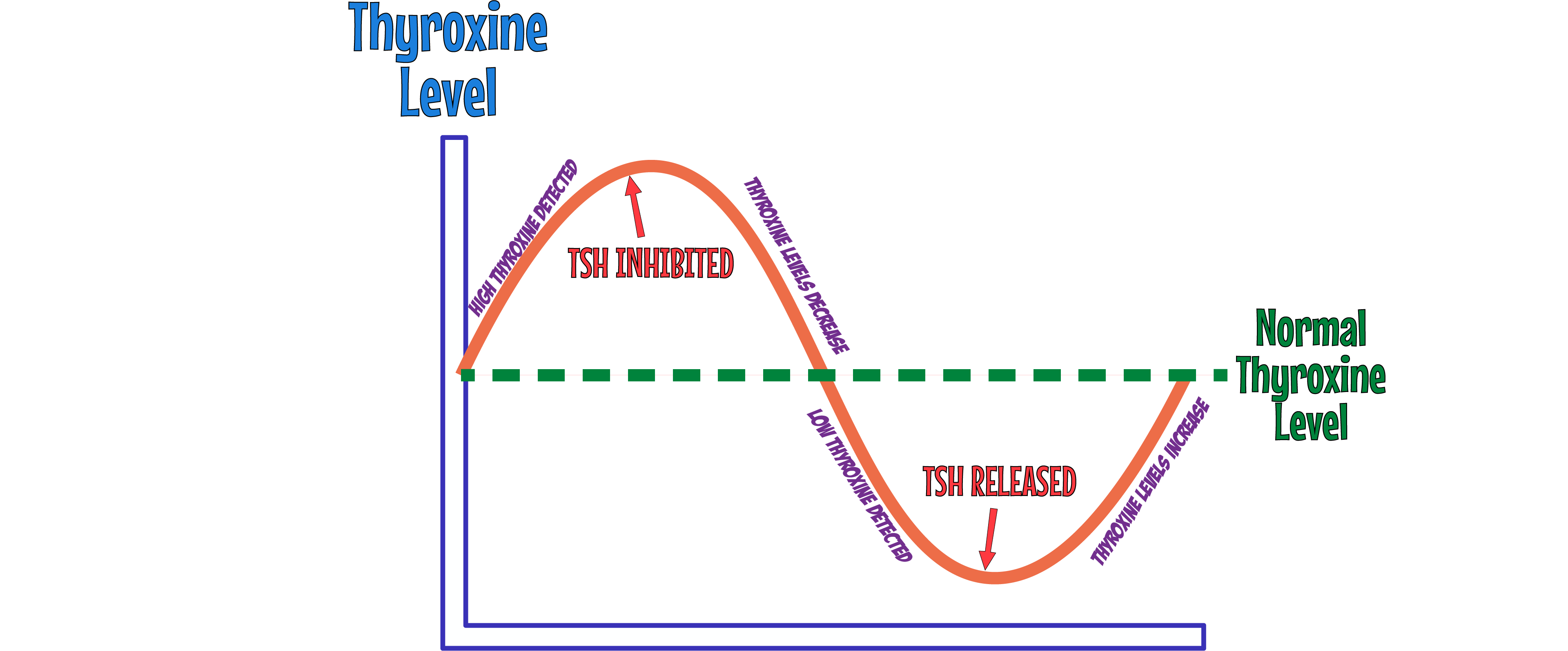 Thyroxine Graph