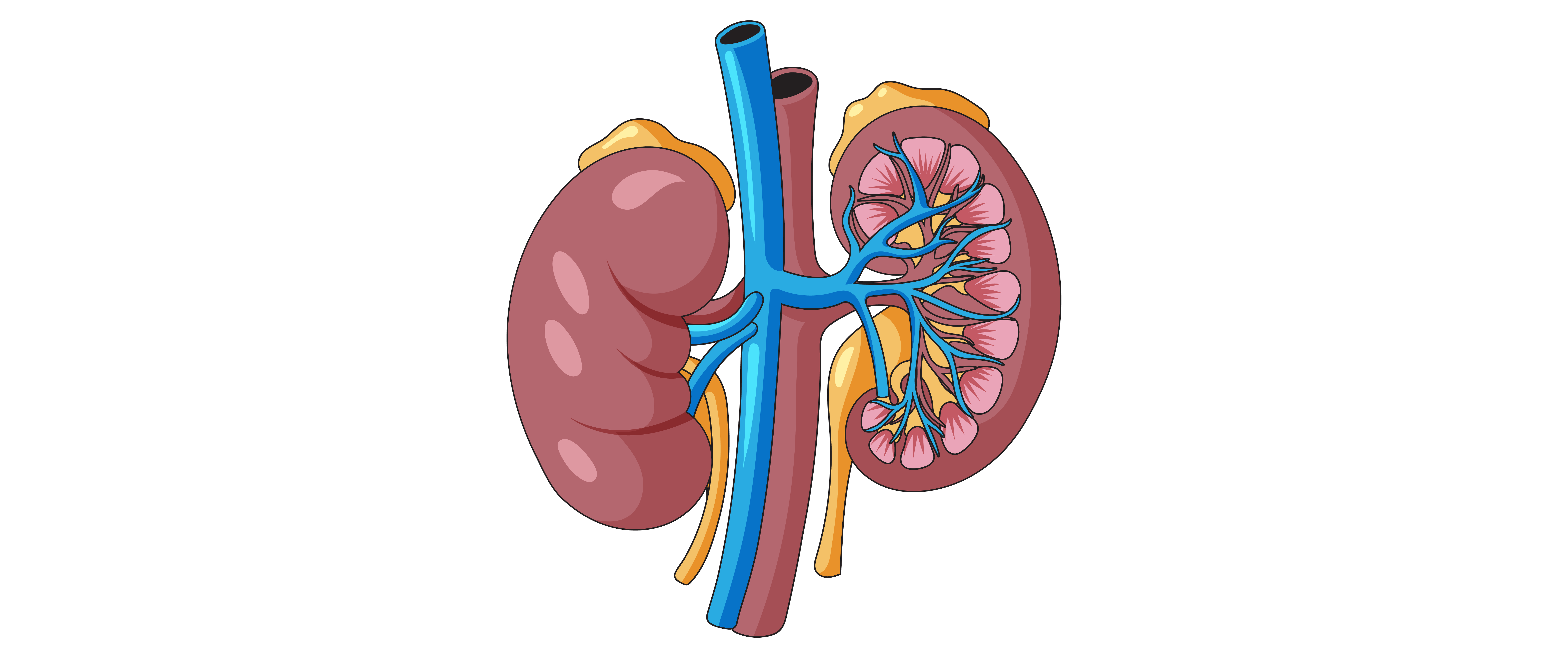 Kidneys