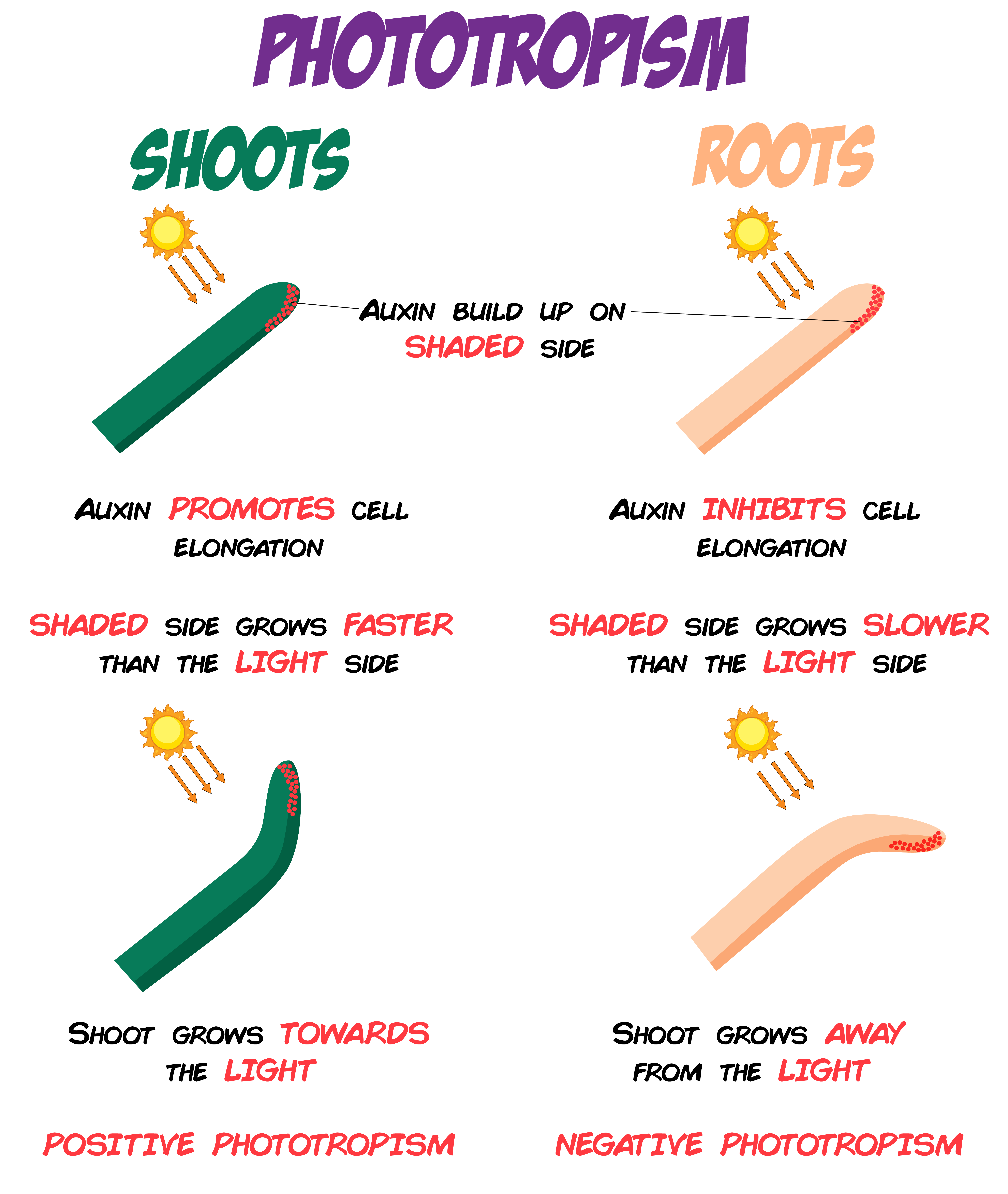 Phototropism