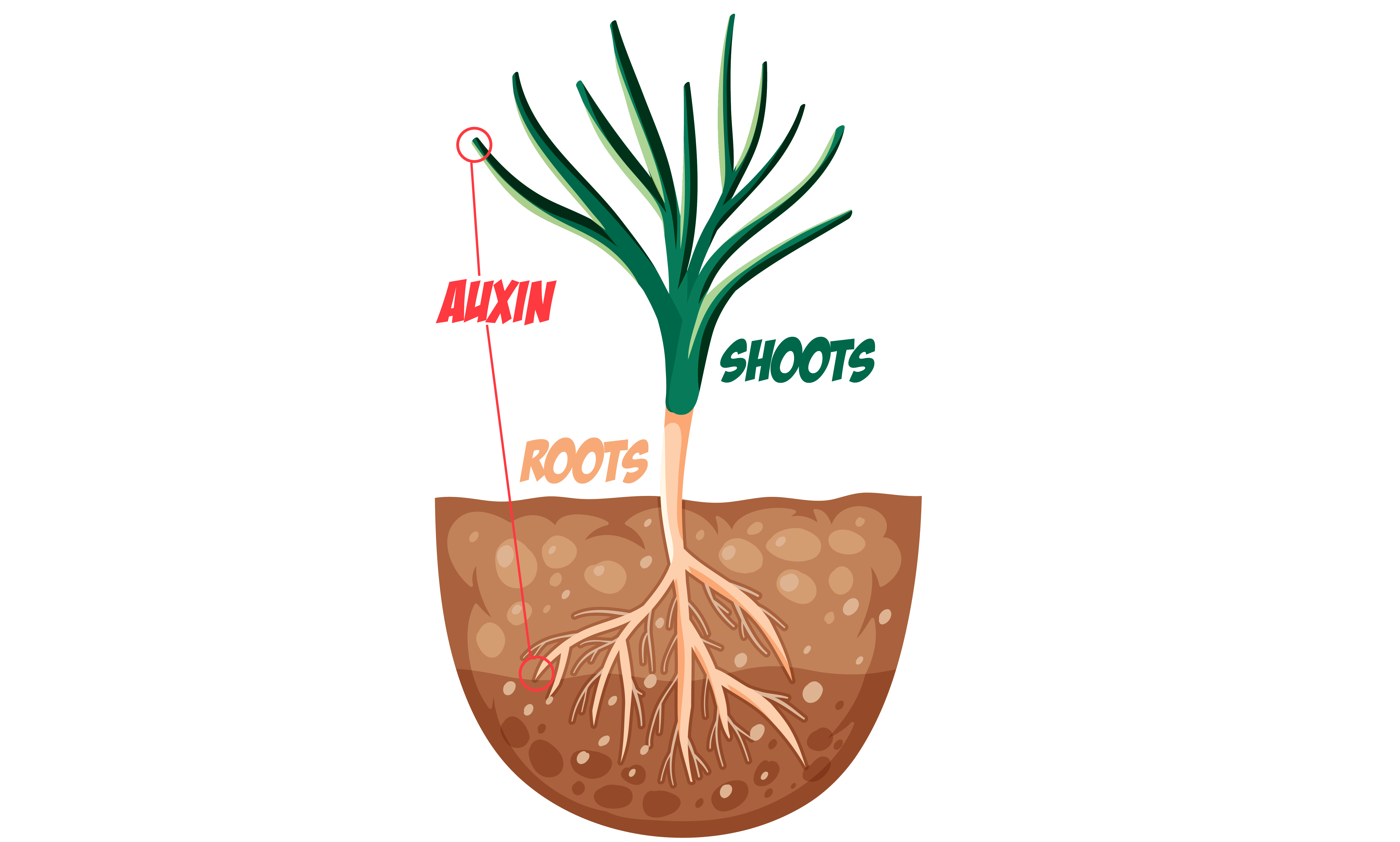 Shoots and Roots