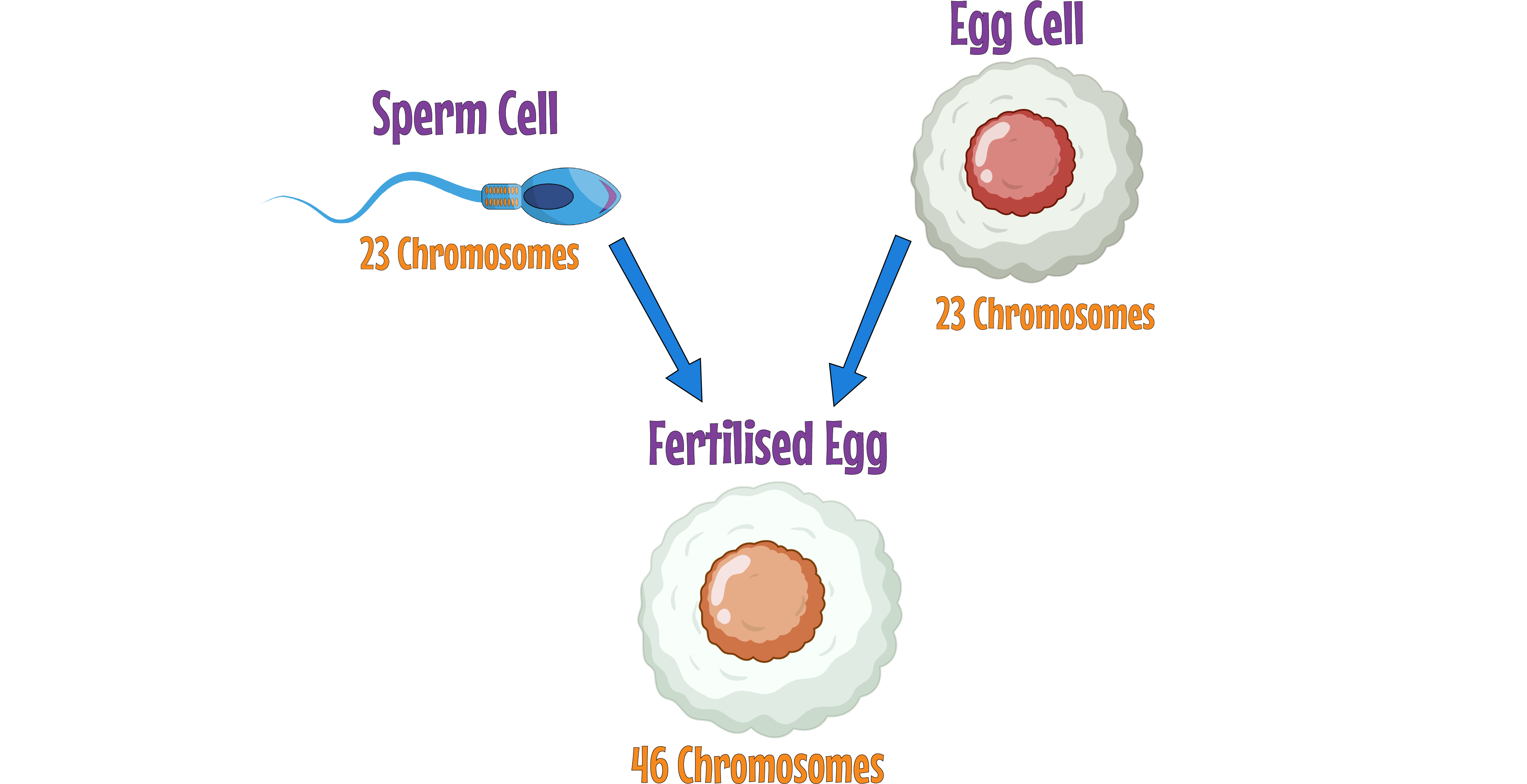 Egg Fertilisation