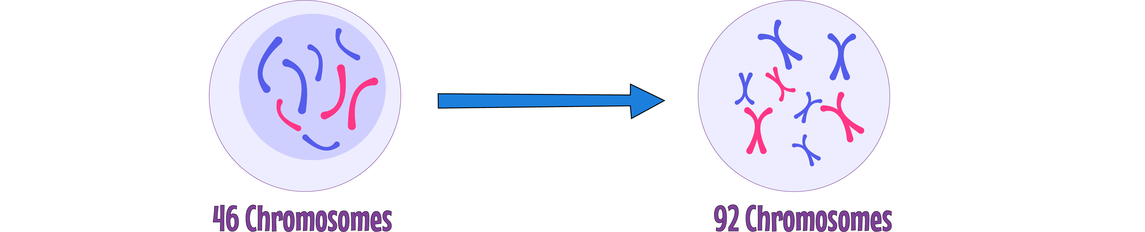 Duplication of Chromosomes