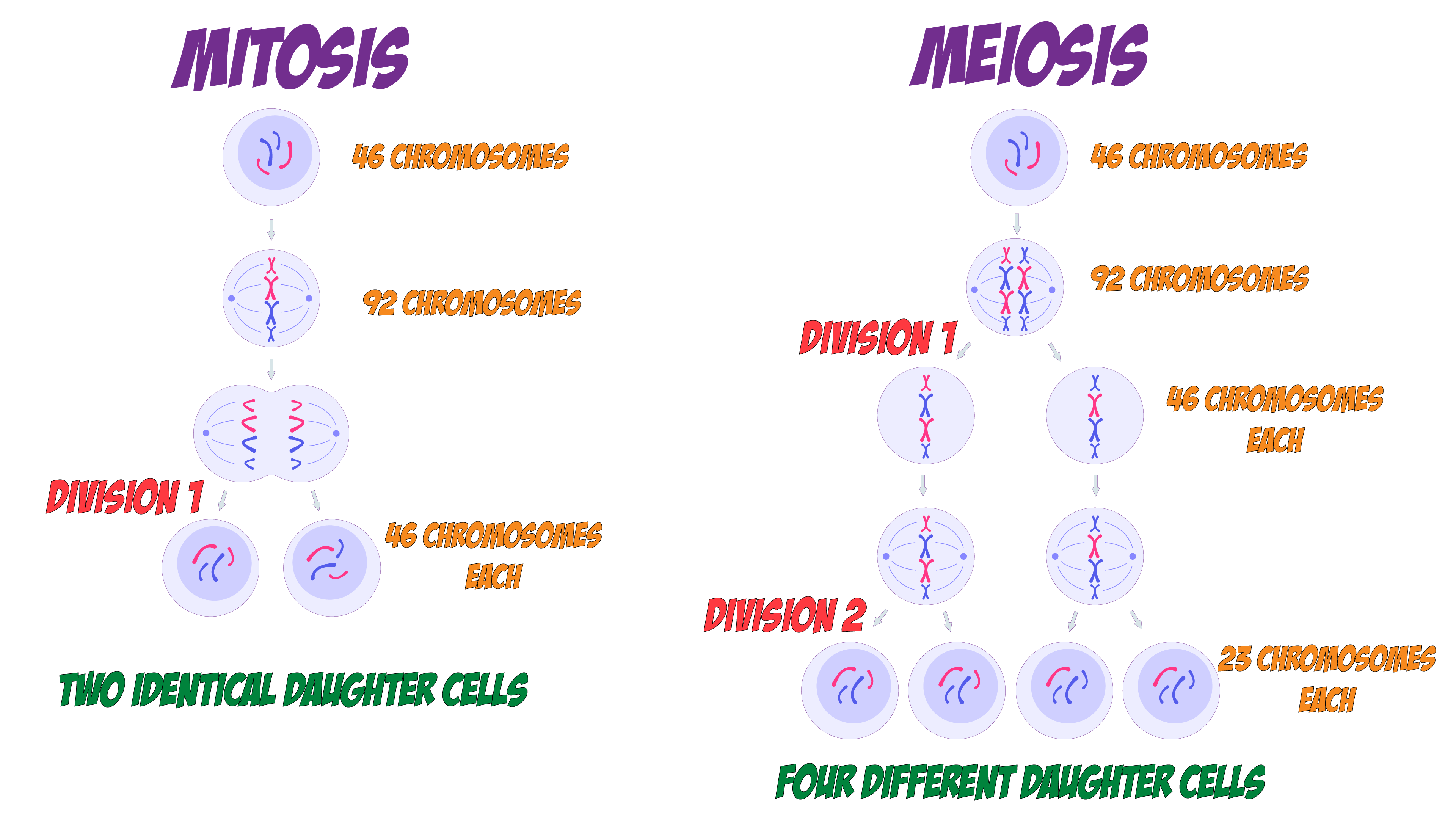 Mitosis and Meiosis