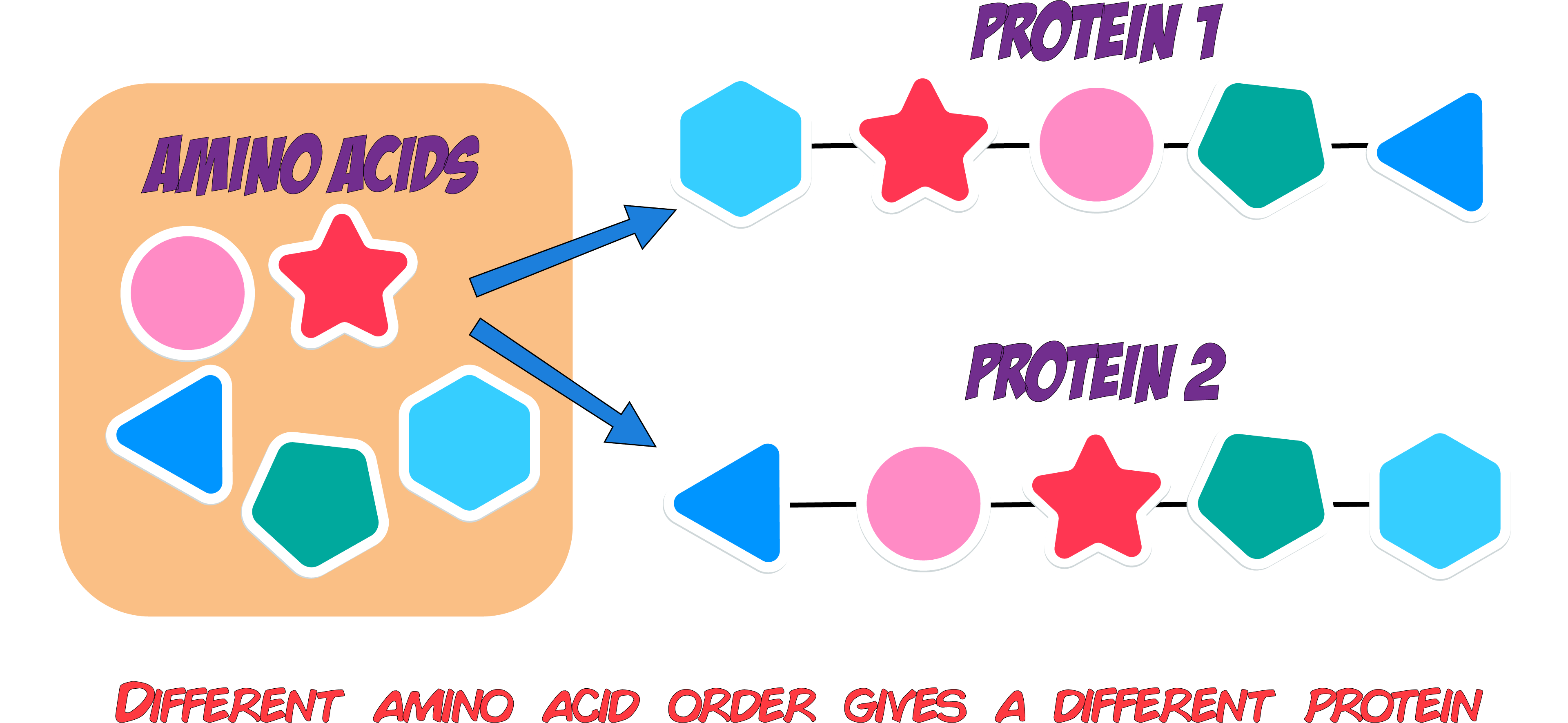 Amino Acids