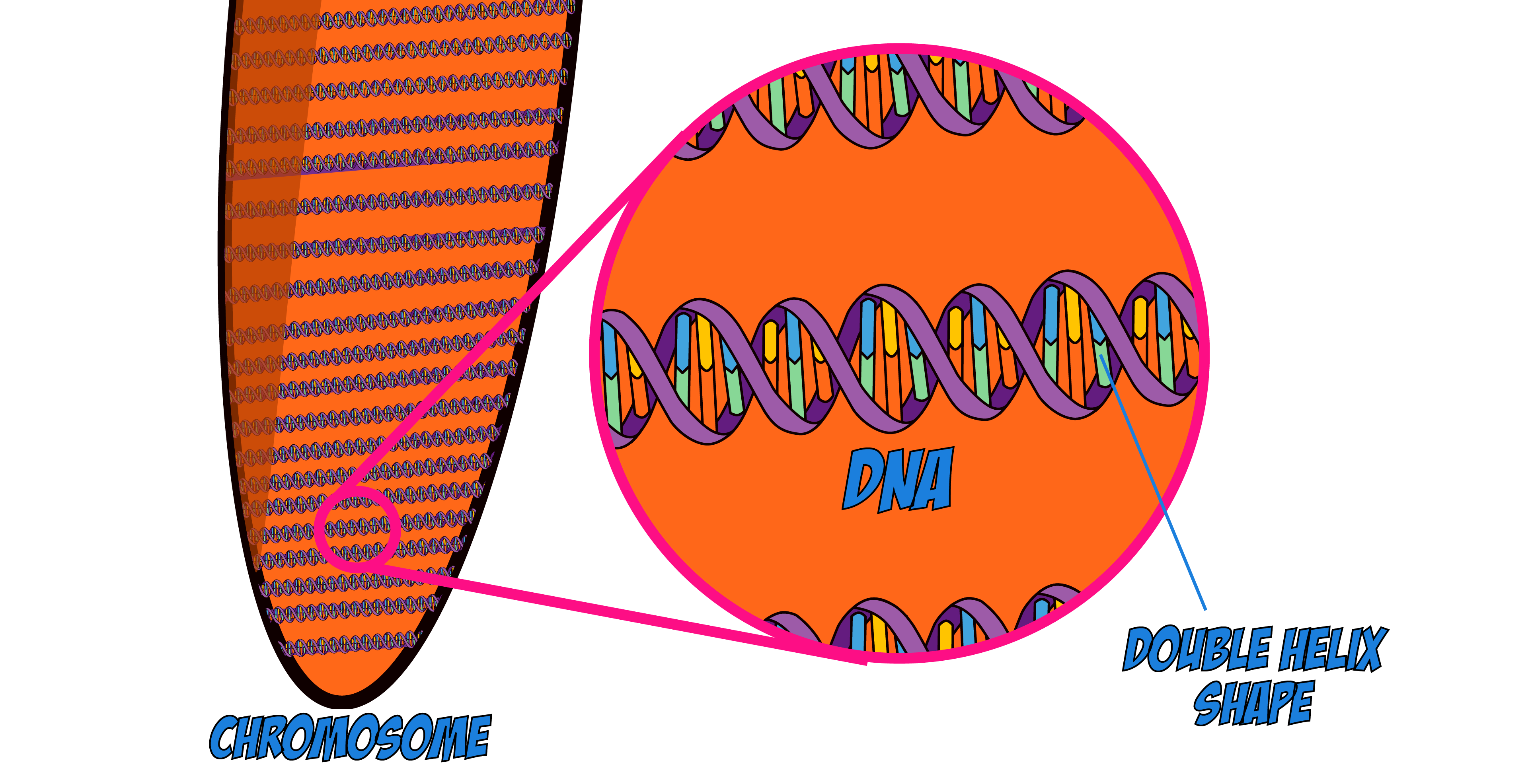 Double Helix DNA