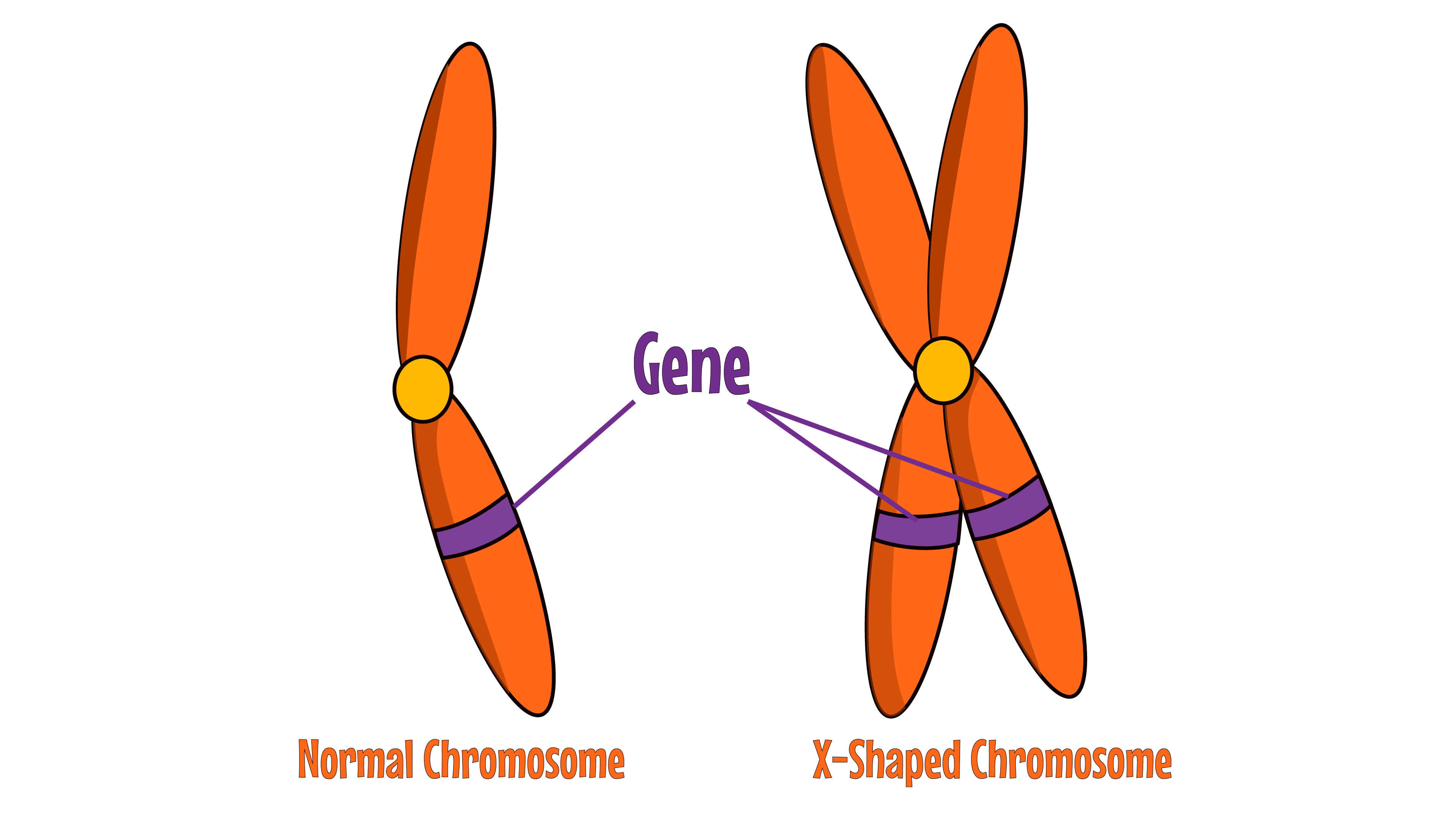 Gene