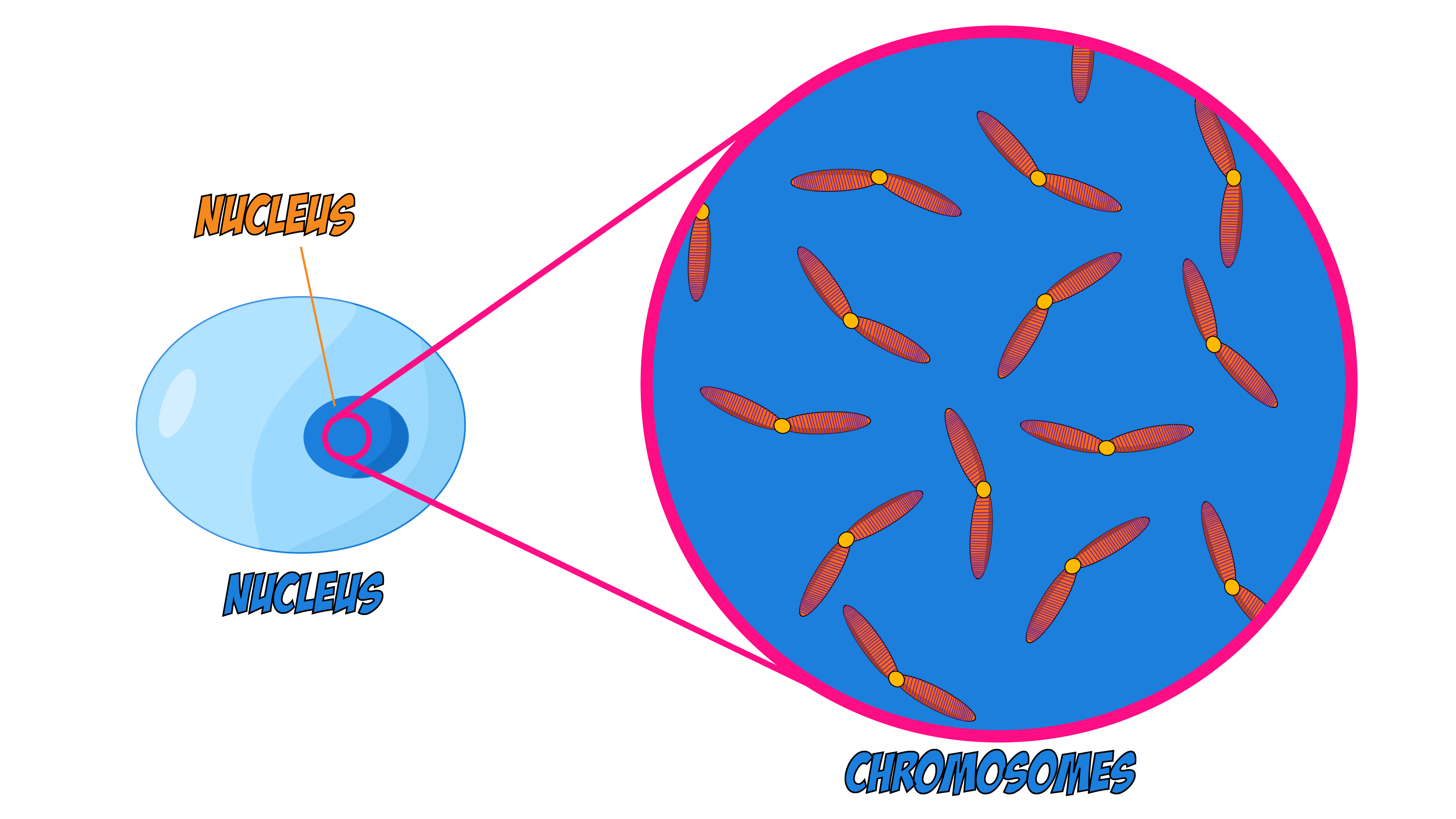 Nucleus to Chromosomes