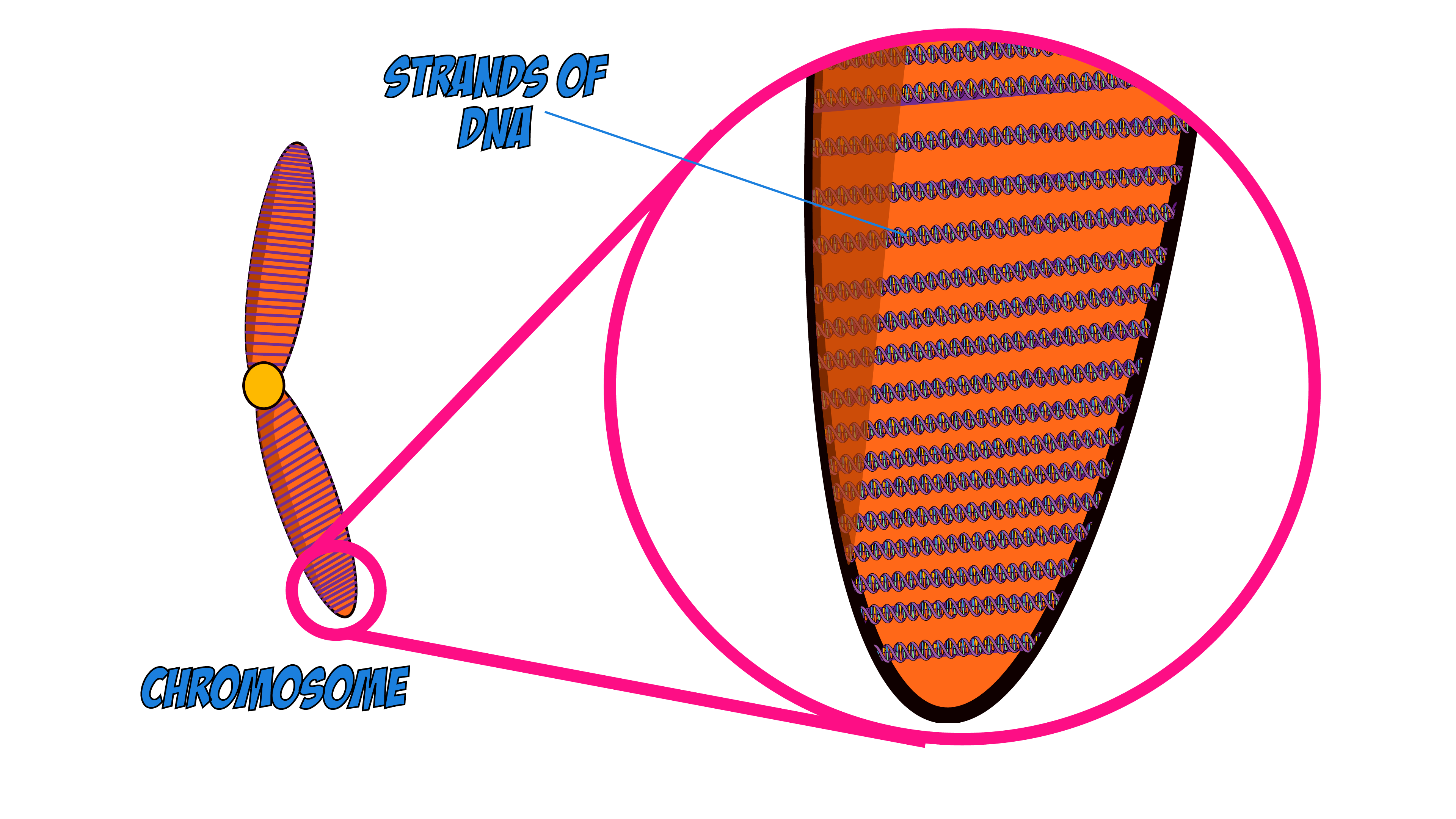 Strands of DNA