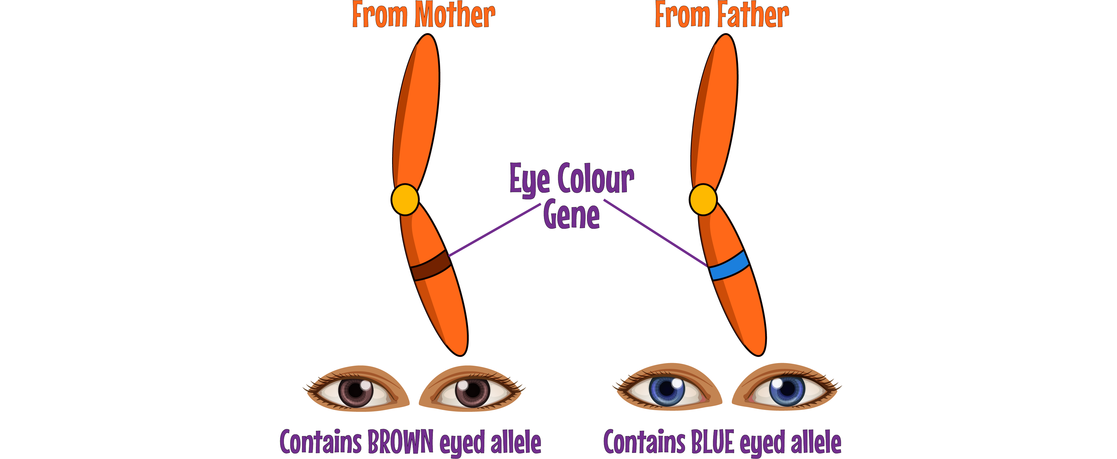 Alleles