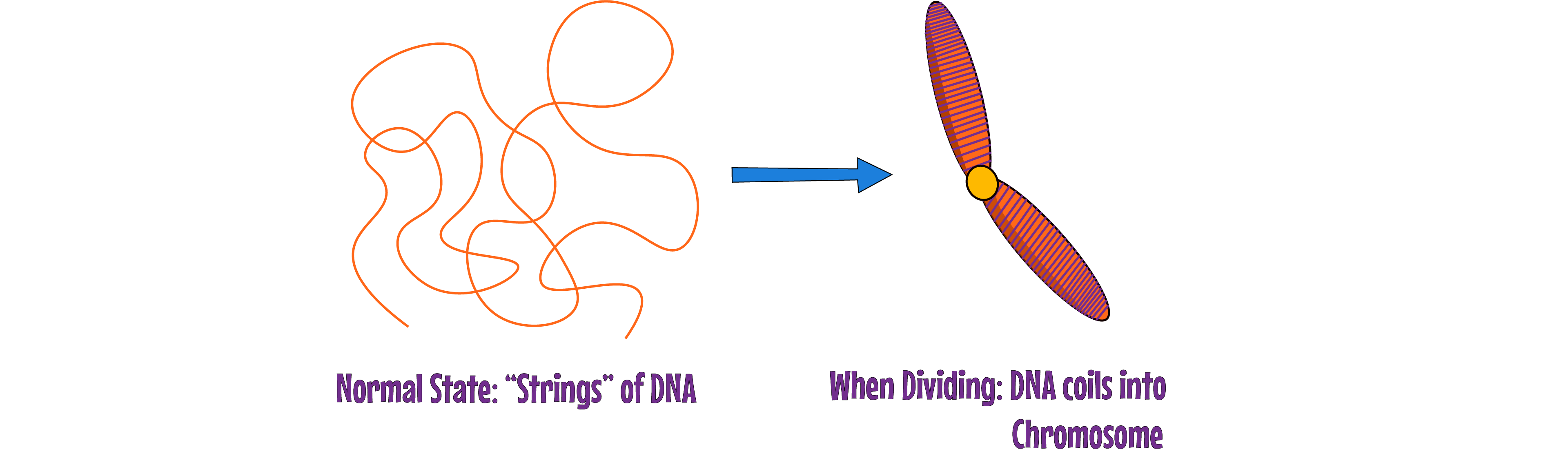 Chromosome