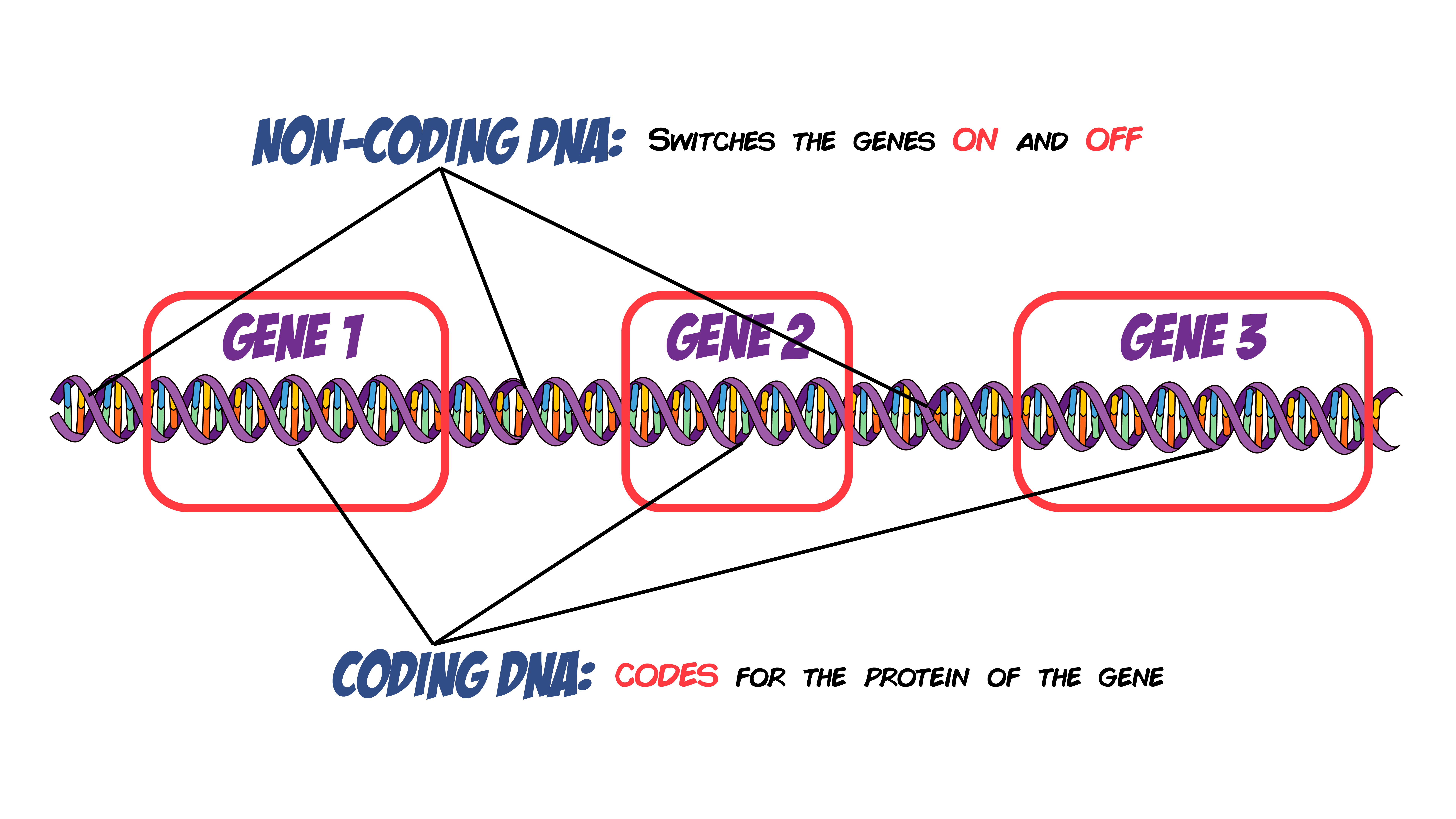 Coding and Non Coding DNA