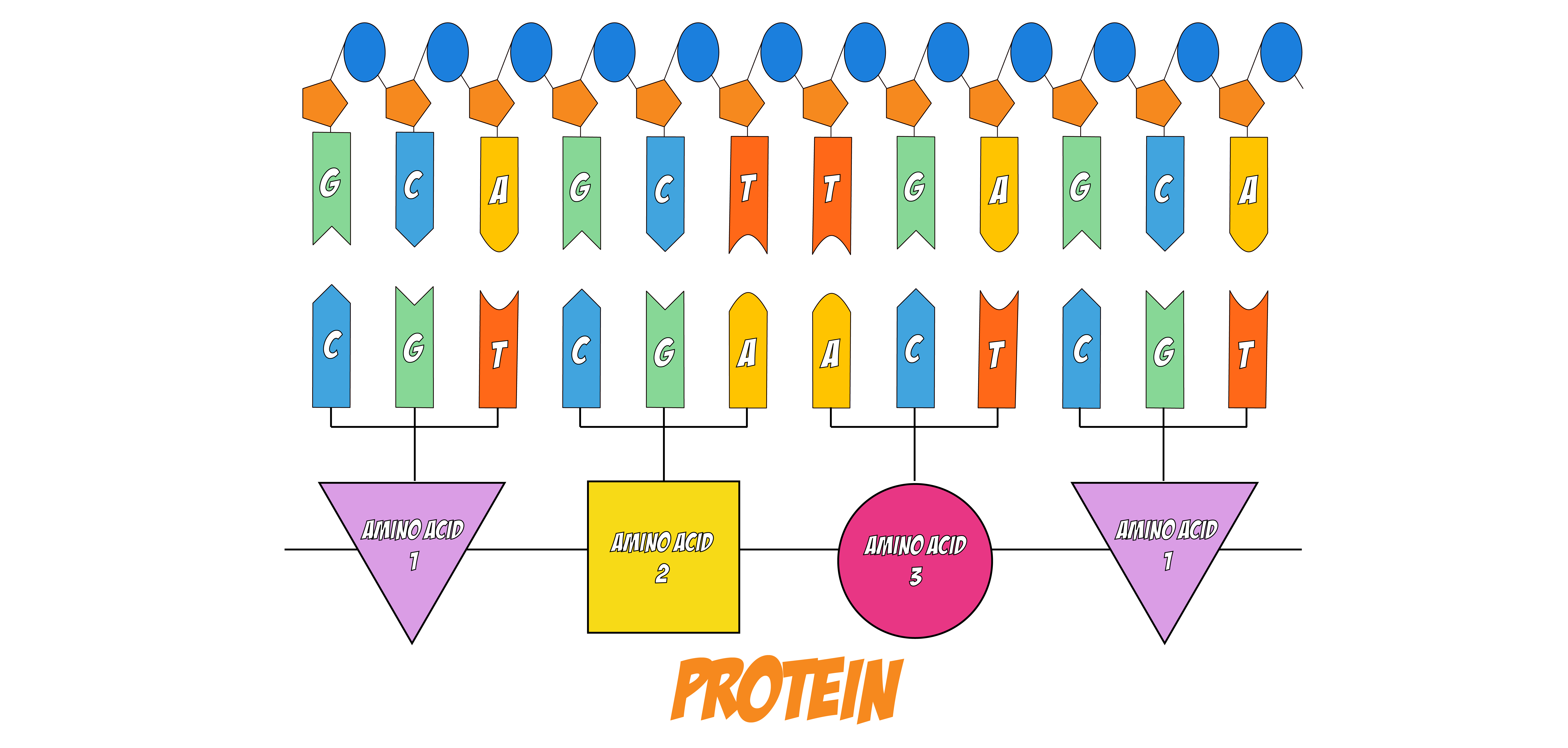 Codons