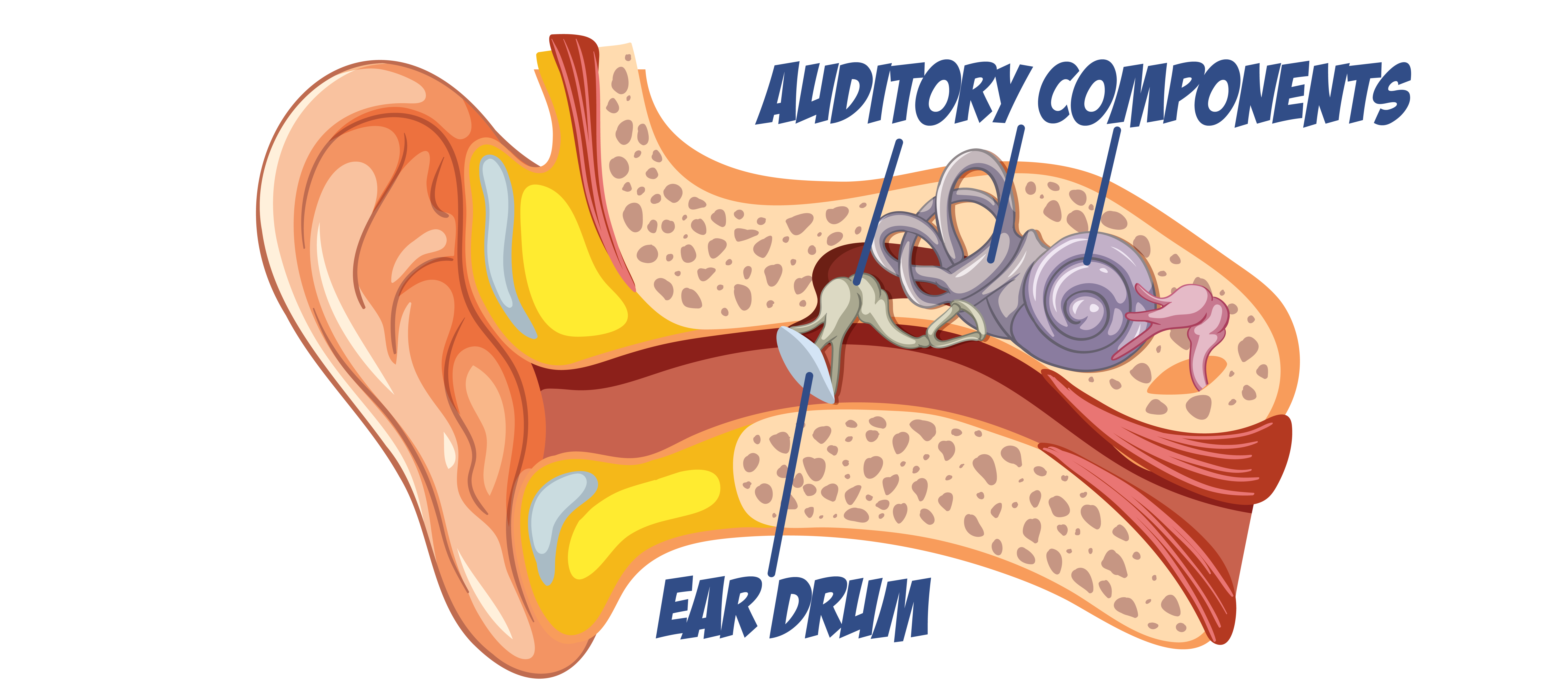 Ear