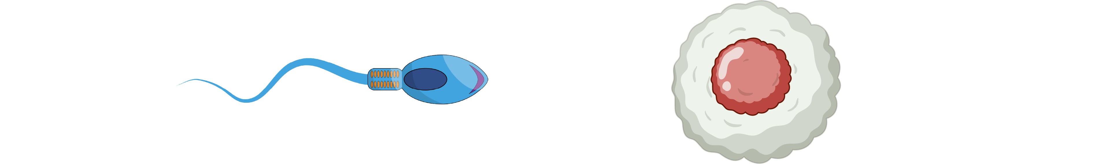Gametes
