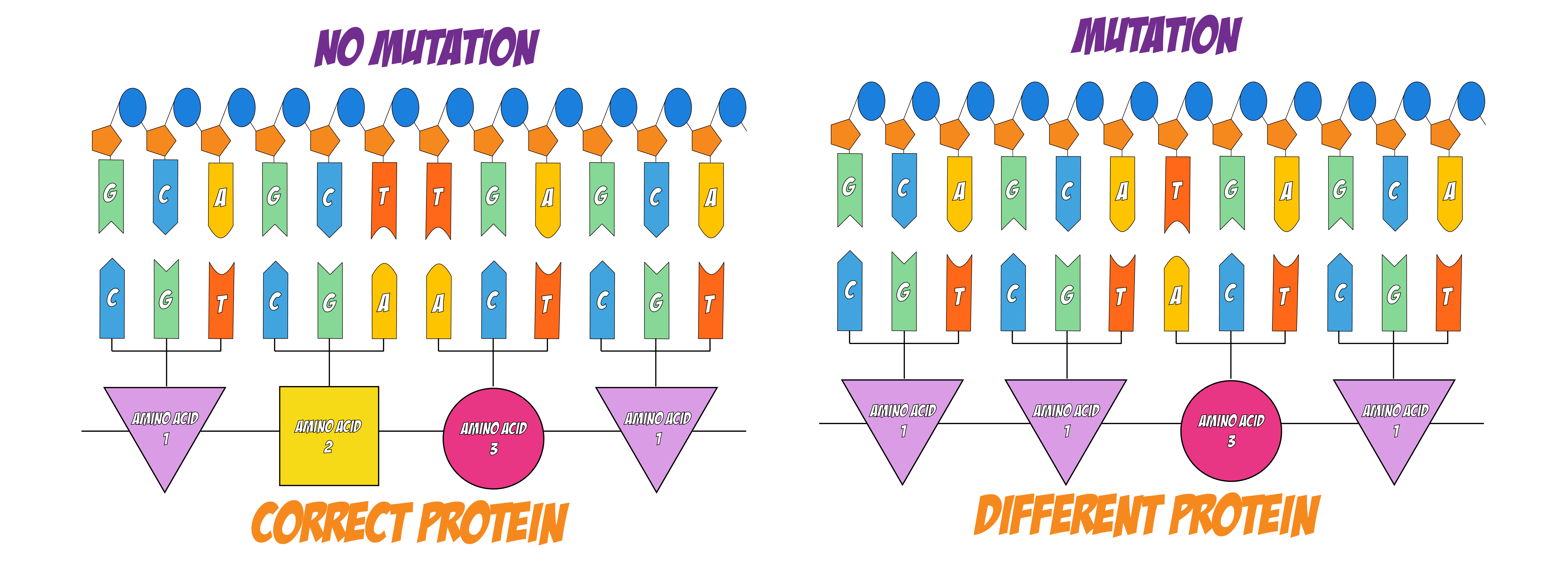 Mutation Protein