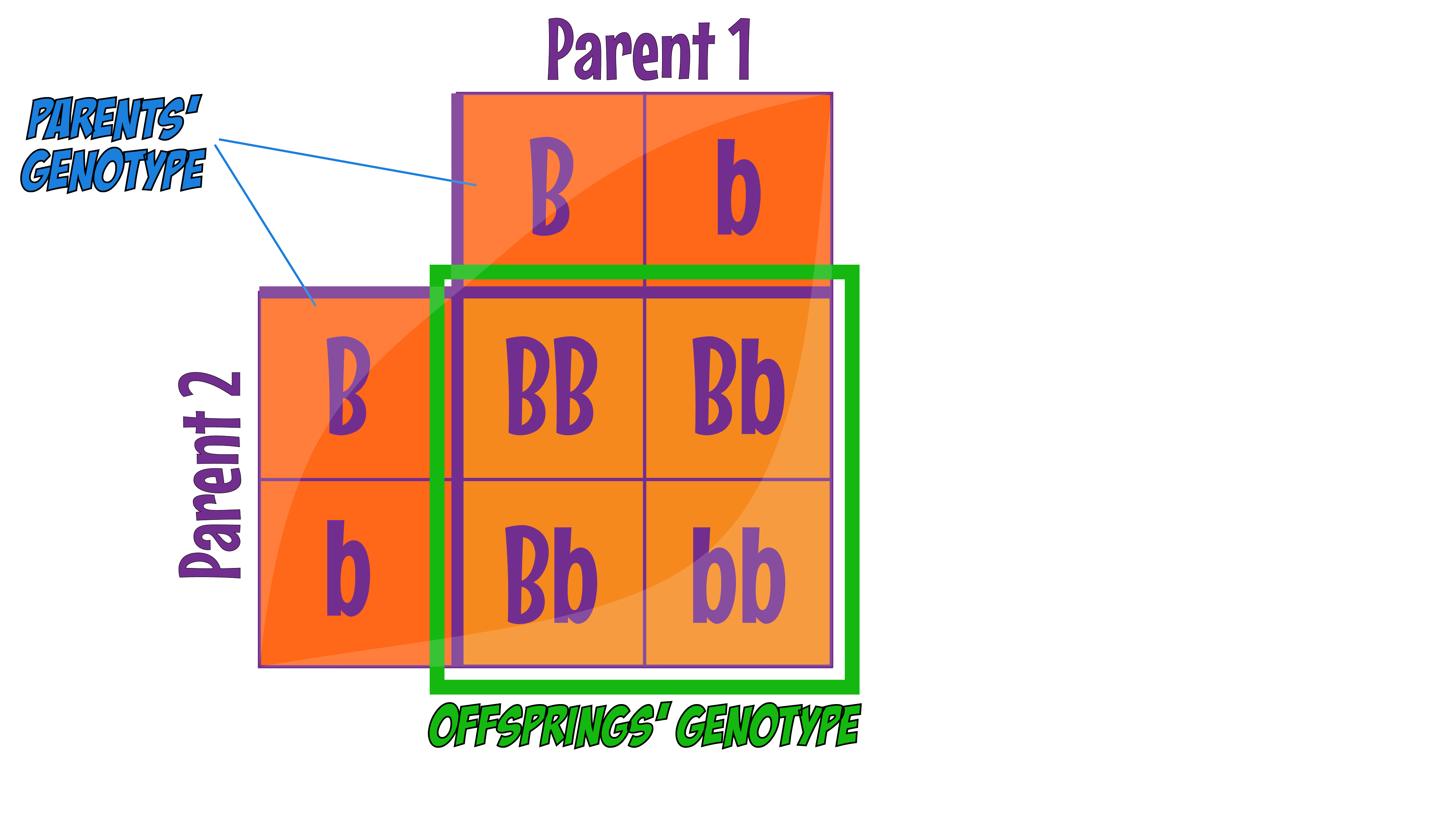 Punnett Square Offspring