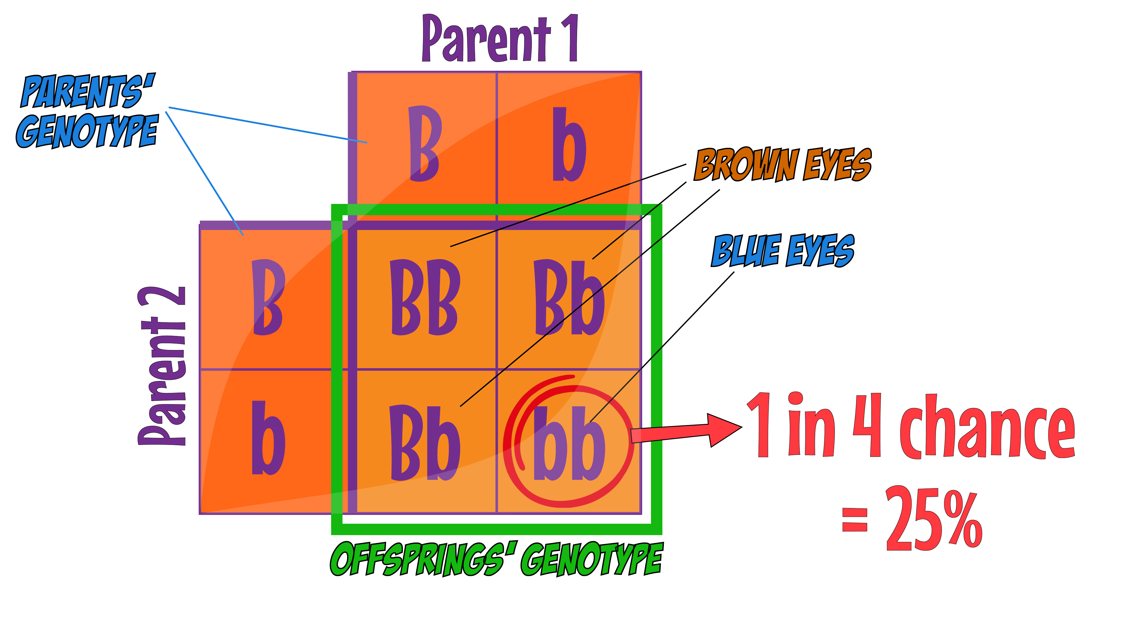 Punnett Square Probabilty