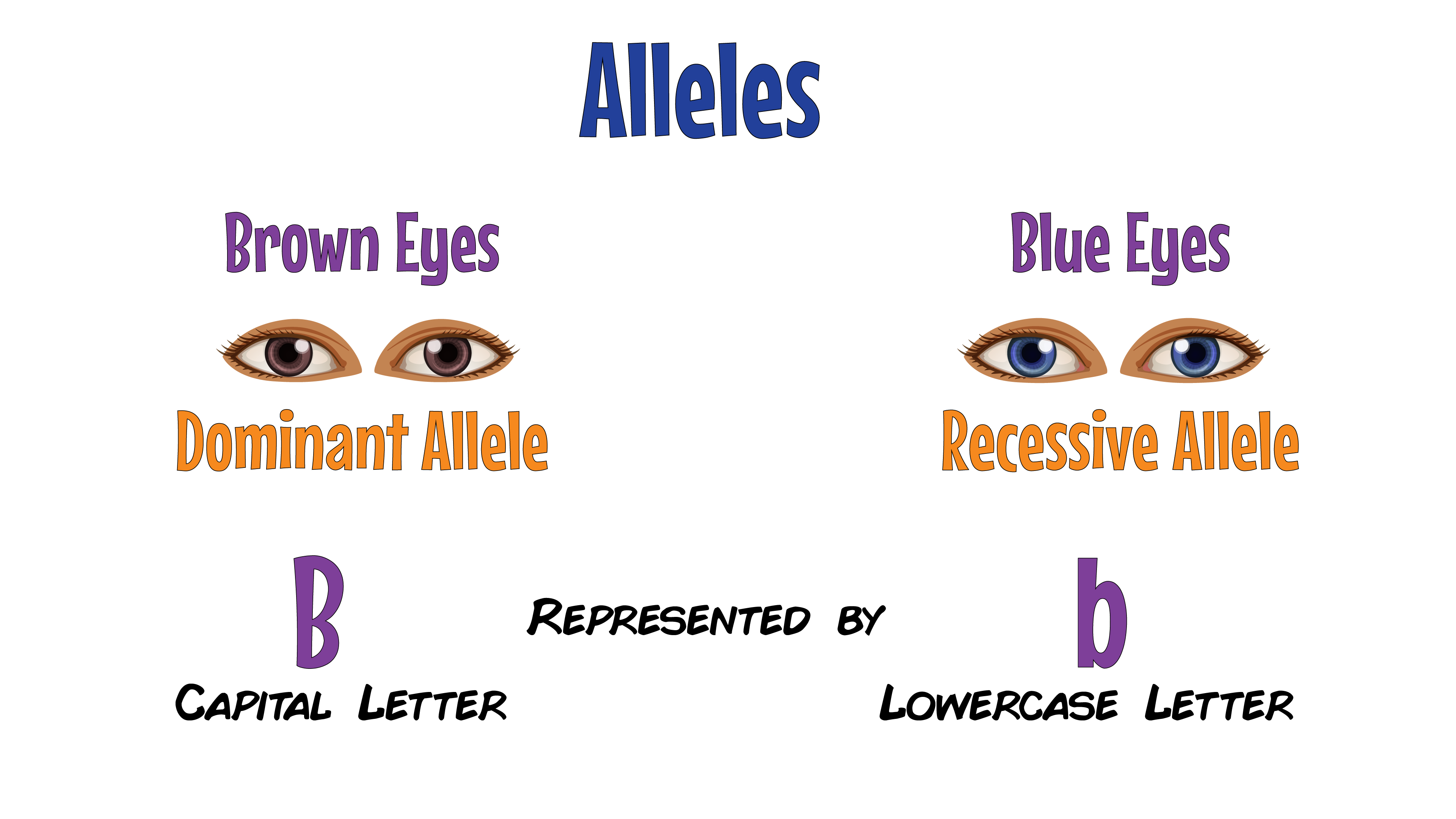 >
  <p>&nbsp;</p>
  <h3><span>HOMOZYGOUS:</span></h3>
  <p>When both alleles in the pair are the <span><strong>SAME</strong></span>.</p>
  <p>E.g. BB or bb</p>
  <p>&nbsp;<img src=