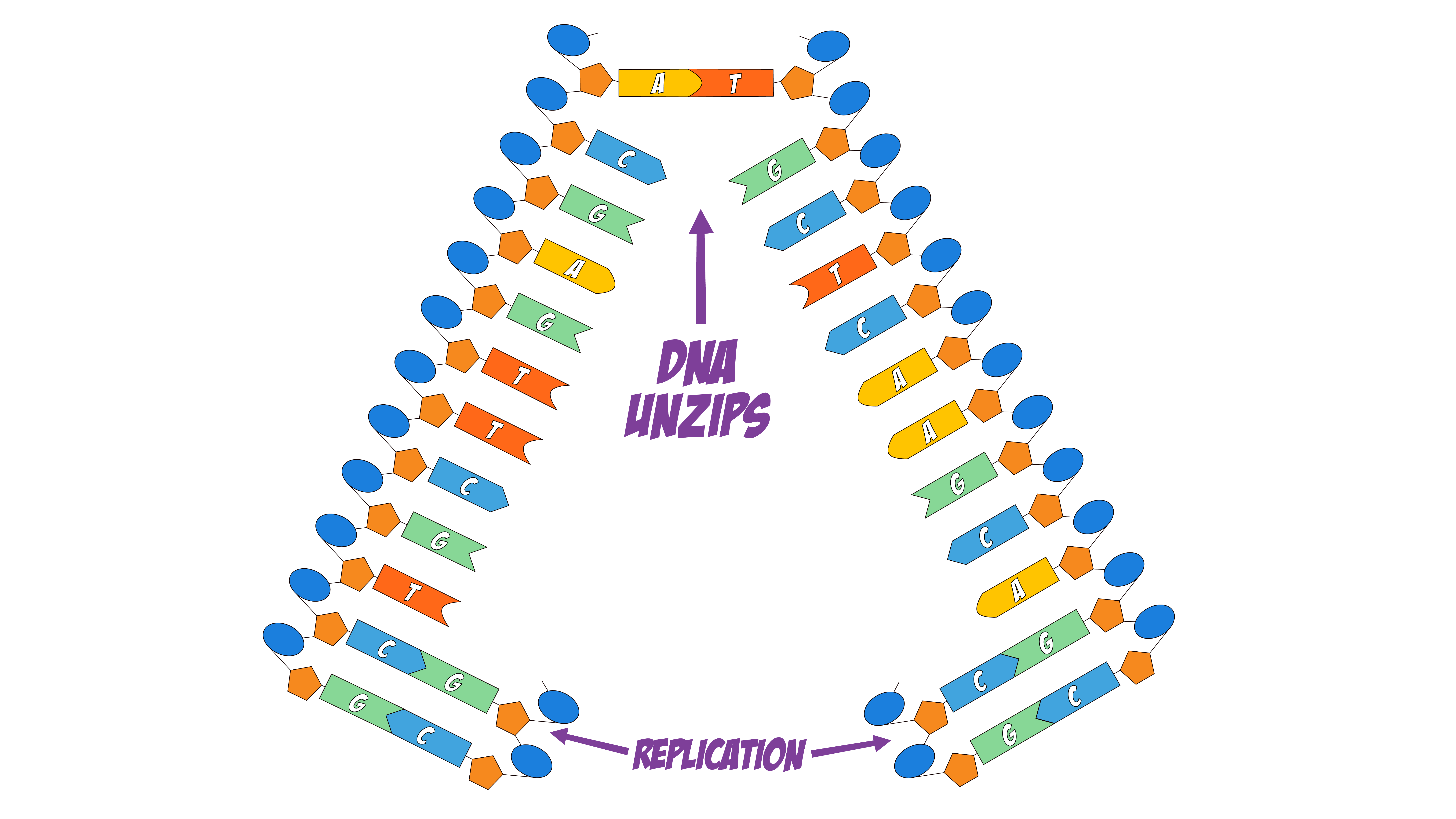 mRNA
