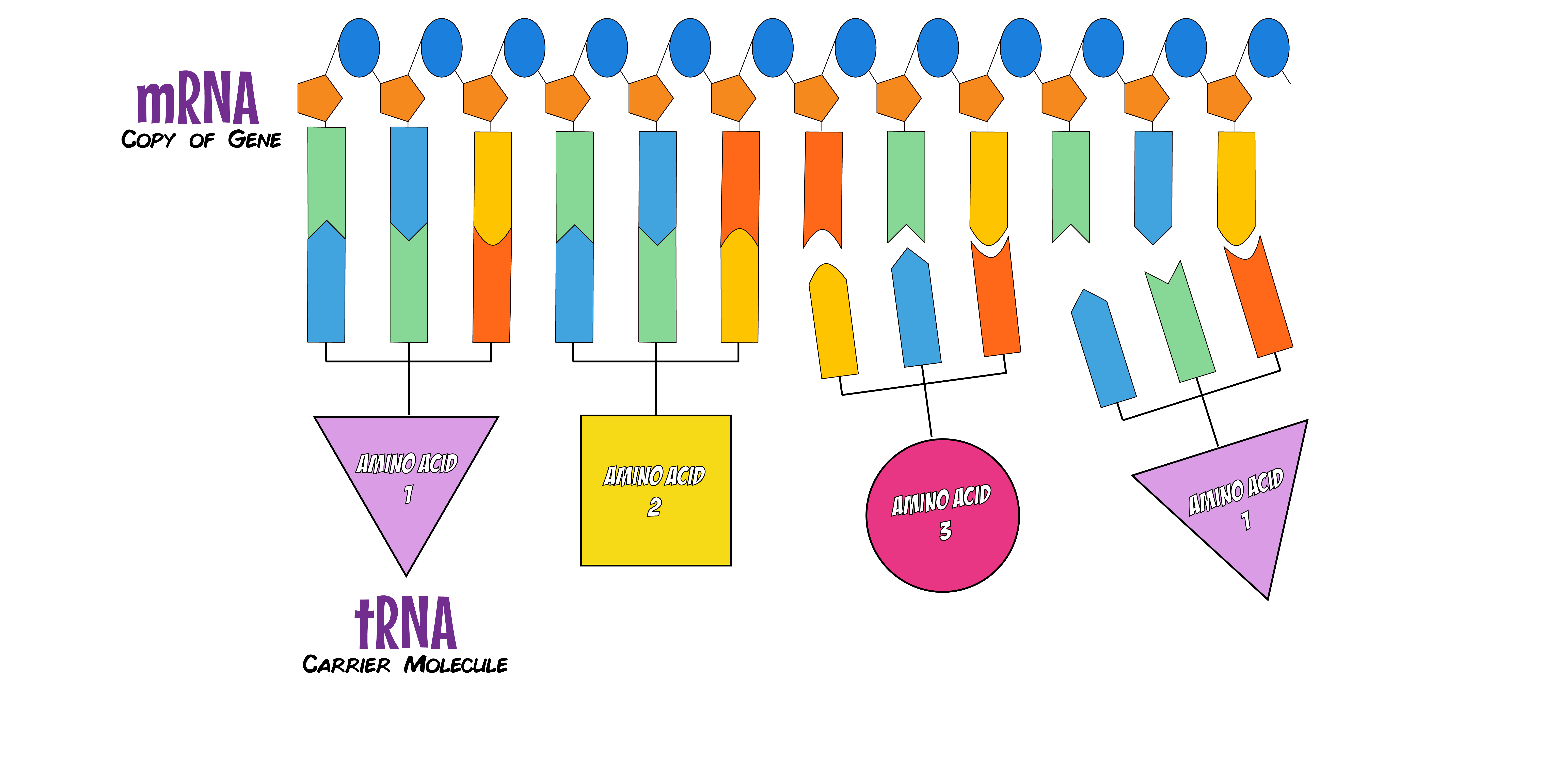 tRNA