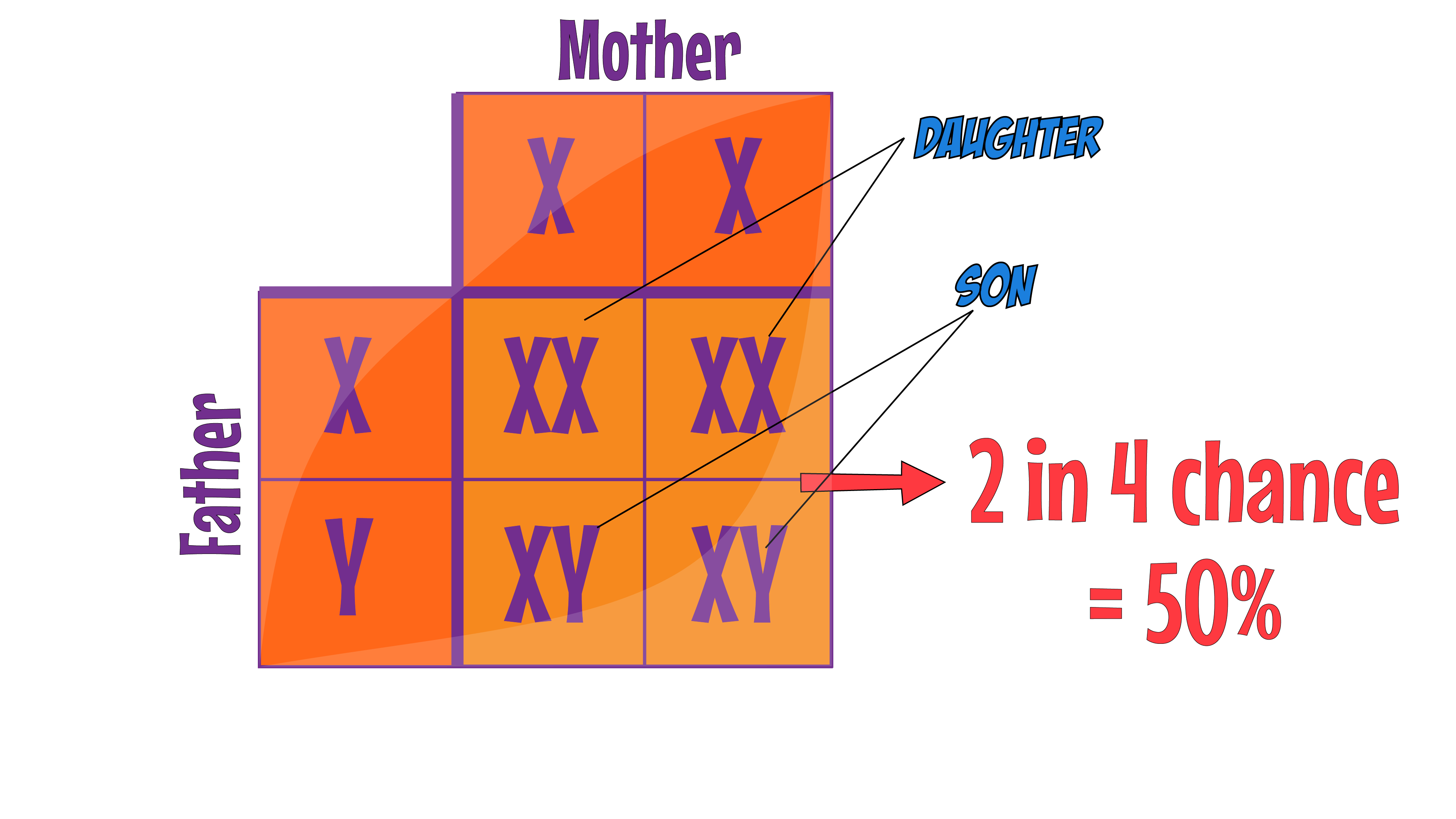 XY Punnet Square