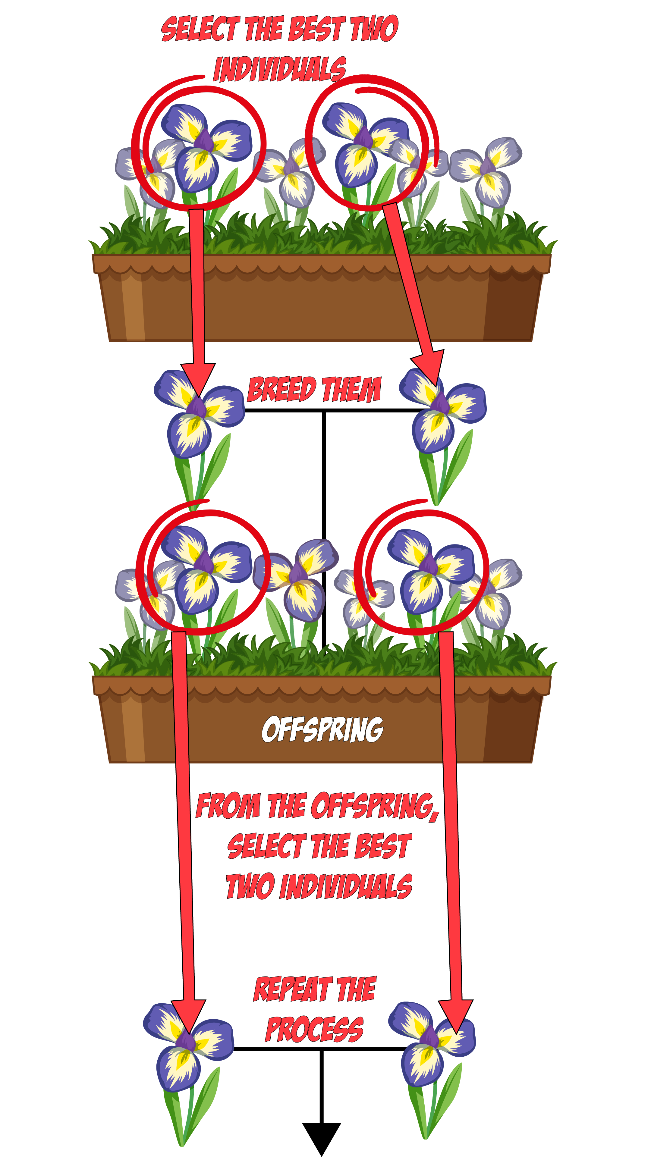 Selective Breeding
