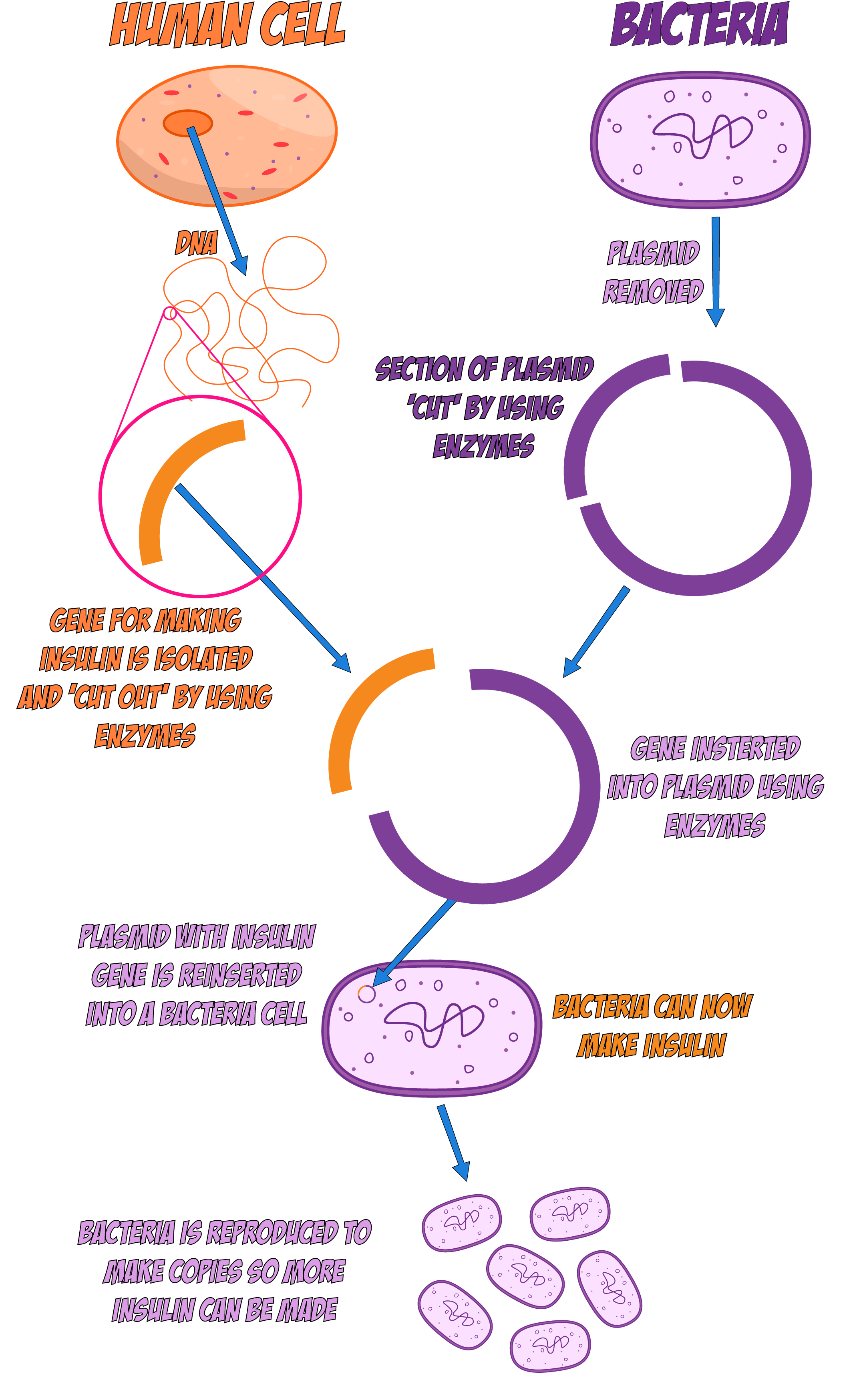 Genetic Engineering