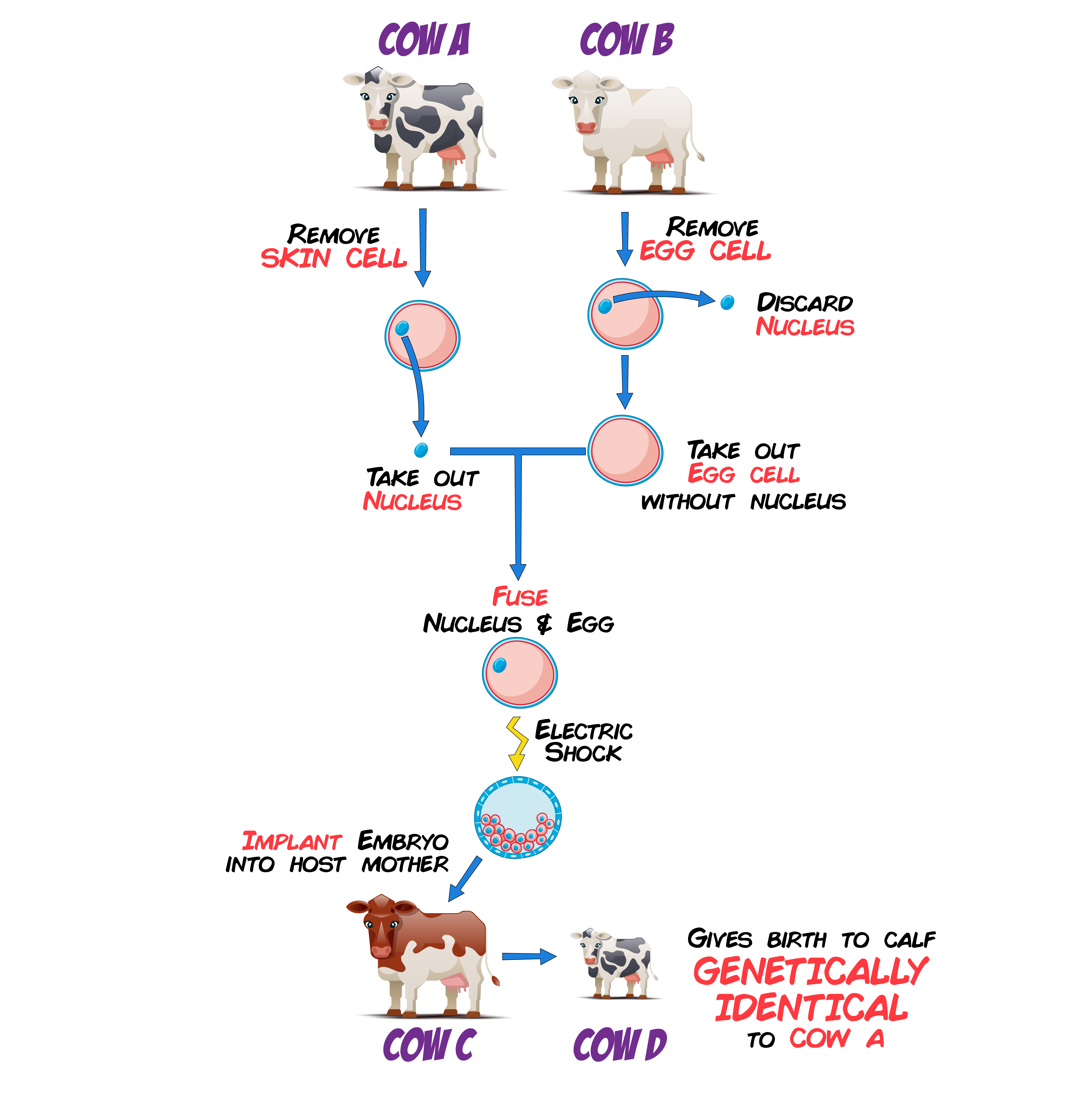 Adult Cell Cloning