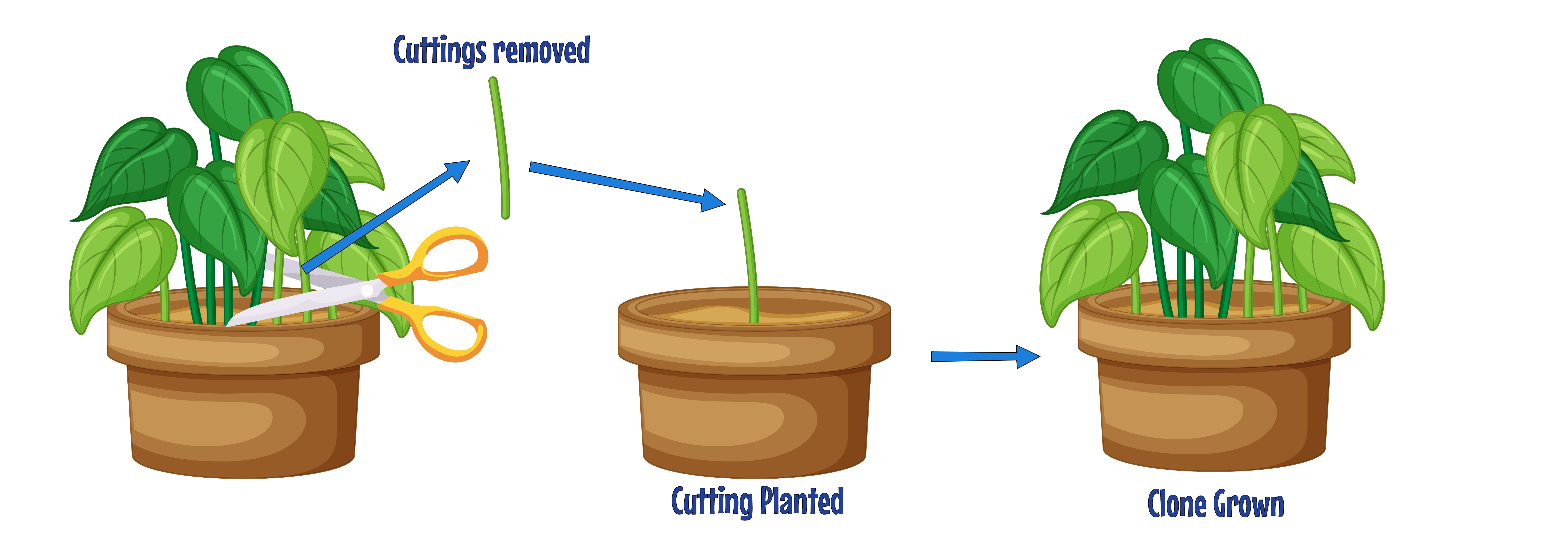 Cuttings