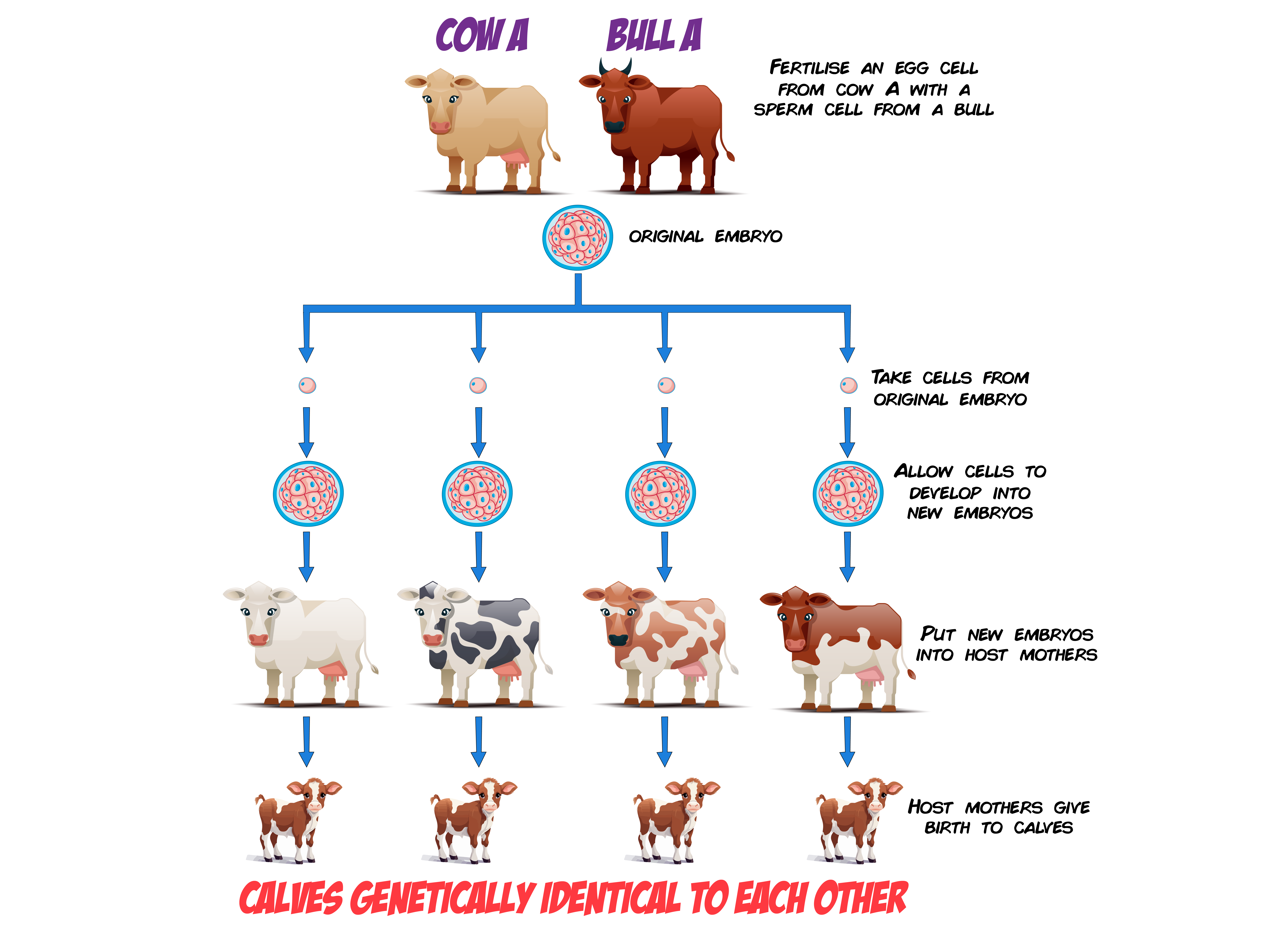 Embryo Transplant