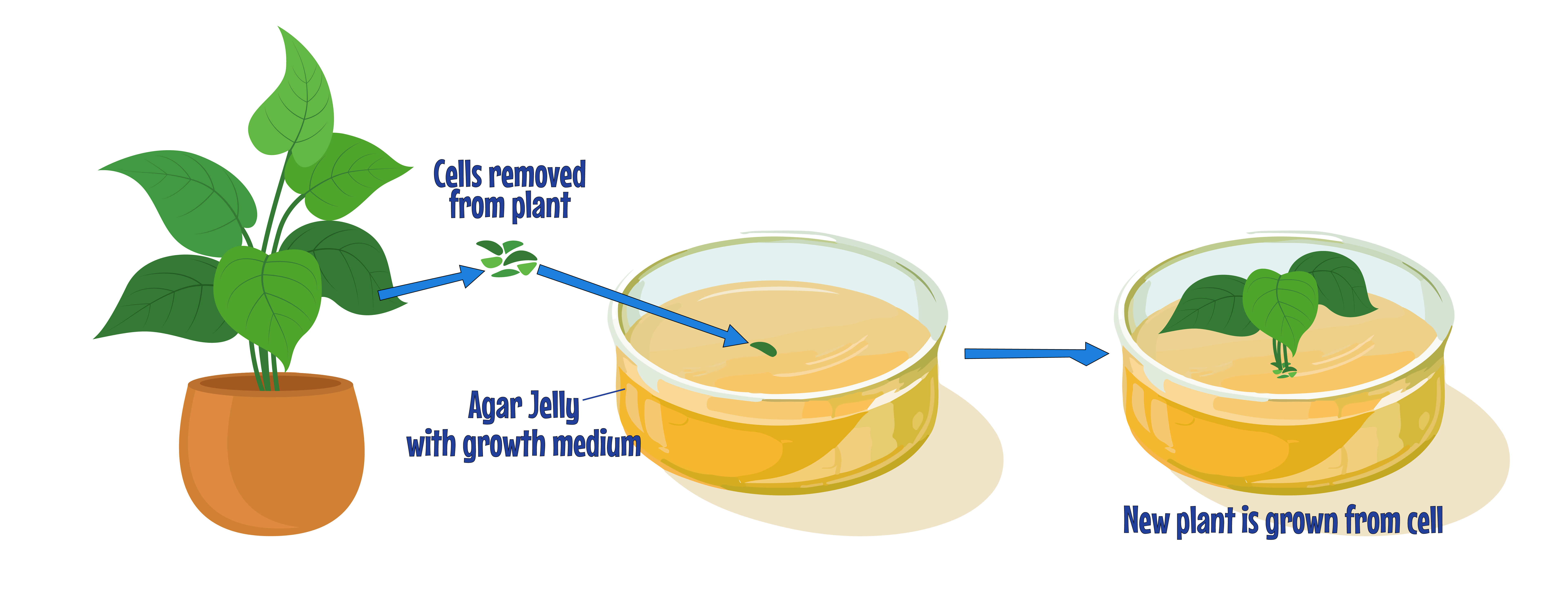 Tissue Culture