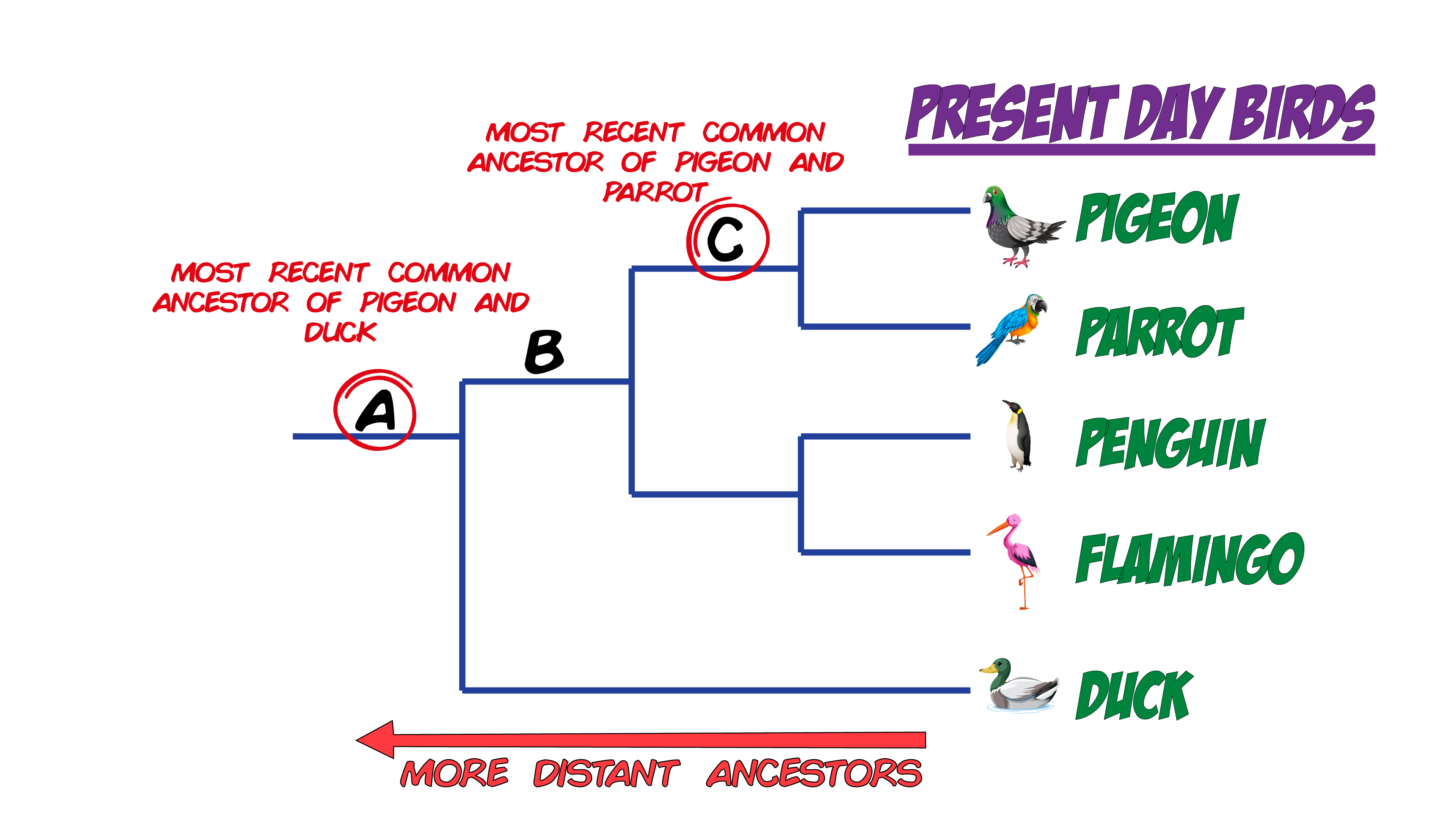 Evolutionary Tree