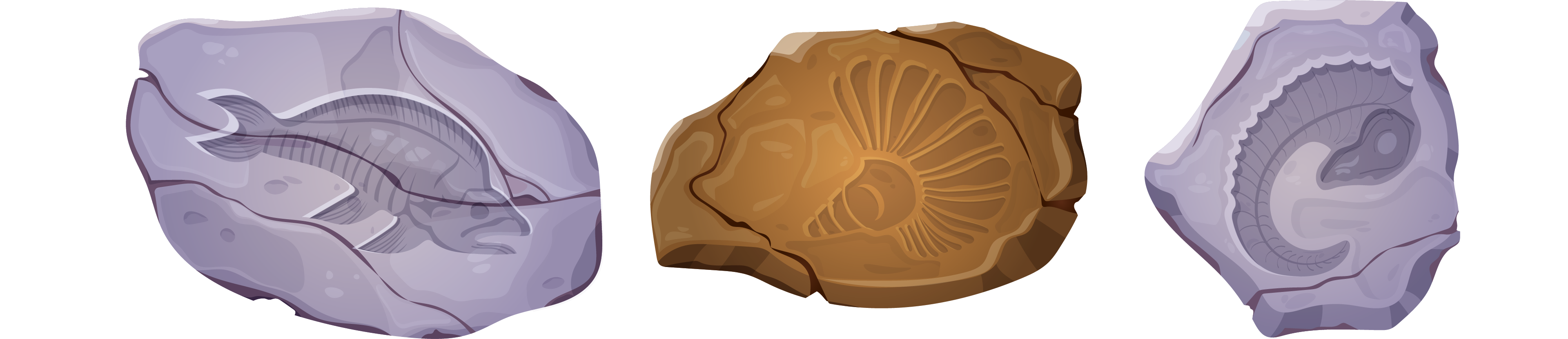 Mineral Fossils