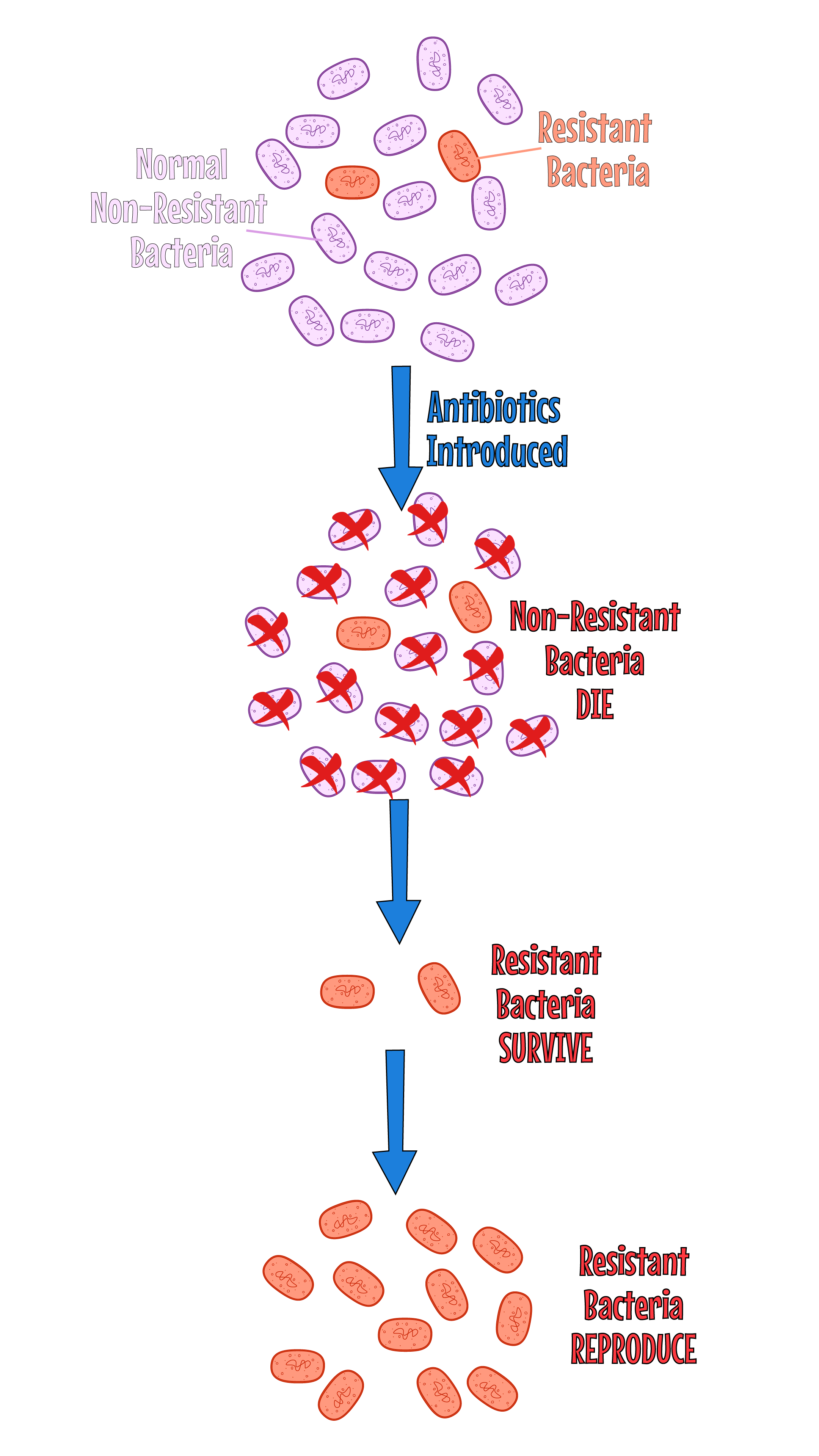 Antibiotic Resistance