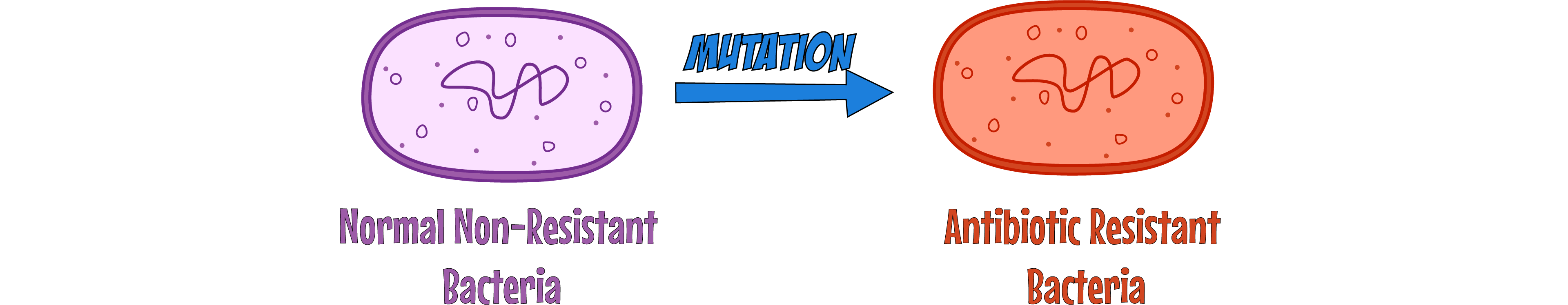 Bacterial Mutation