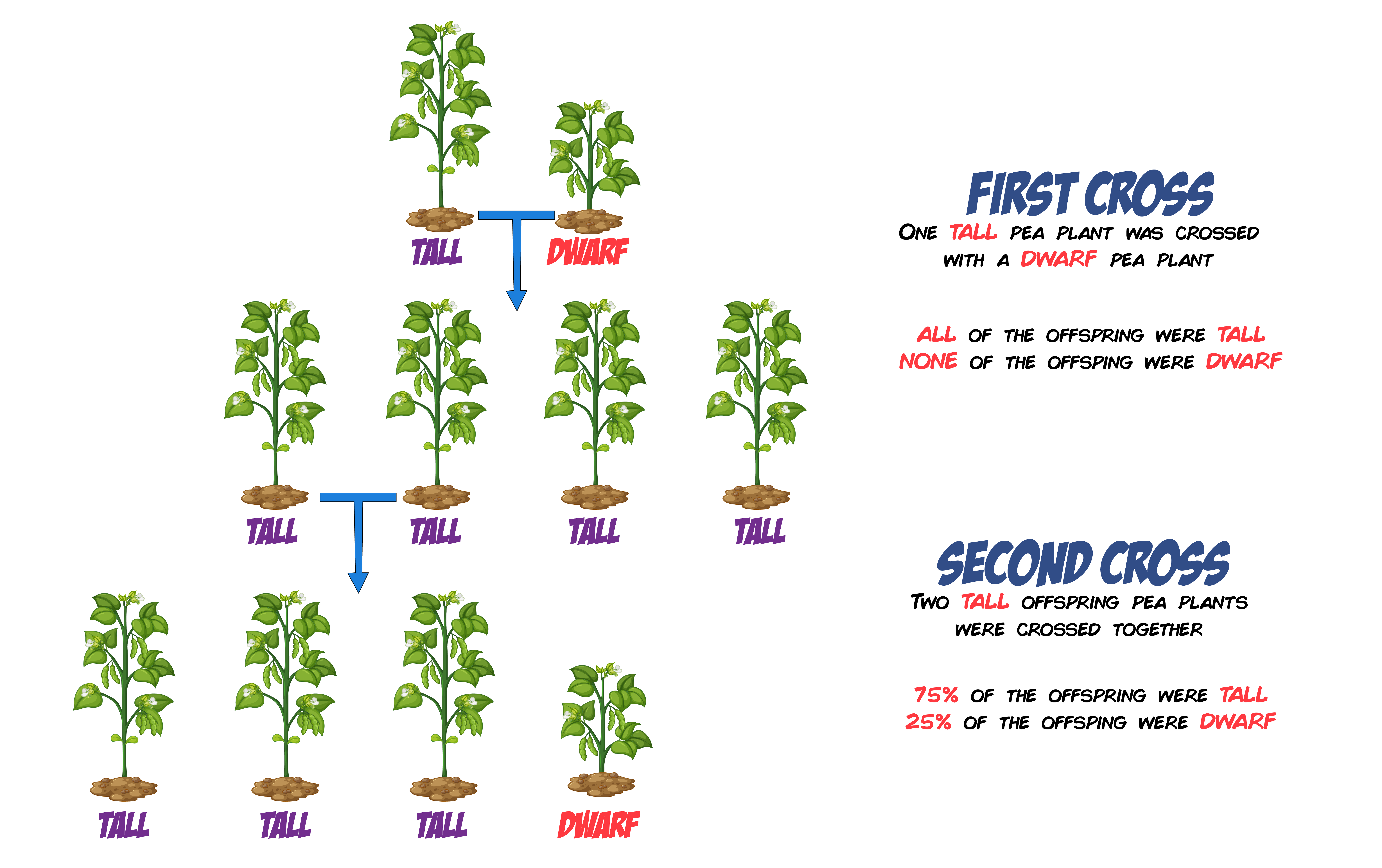 Mendel Experiment