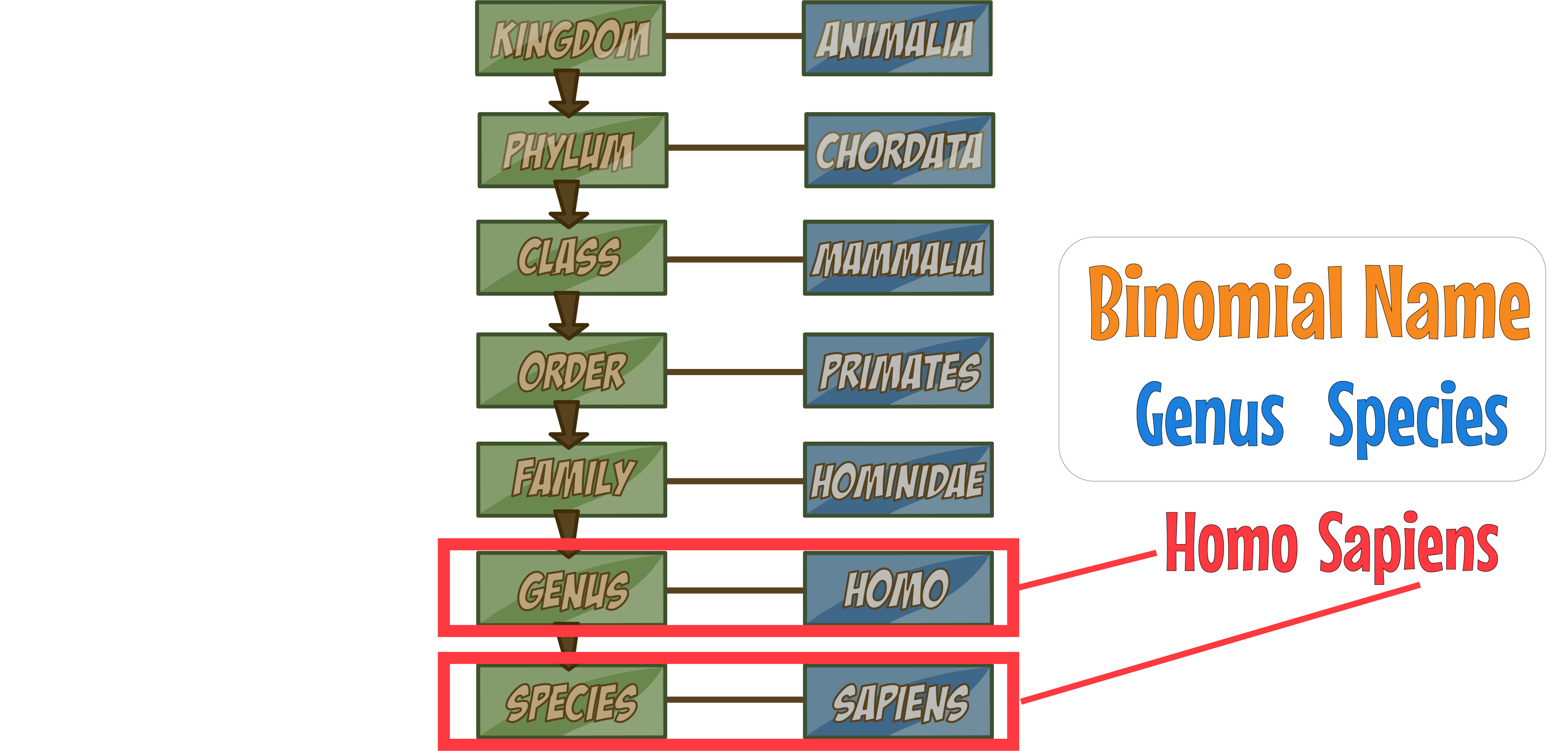 Homo Sapiens