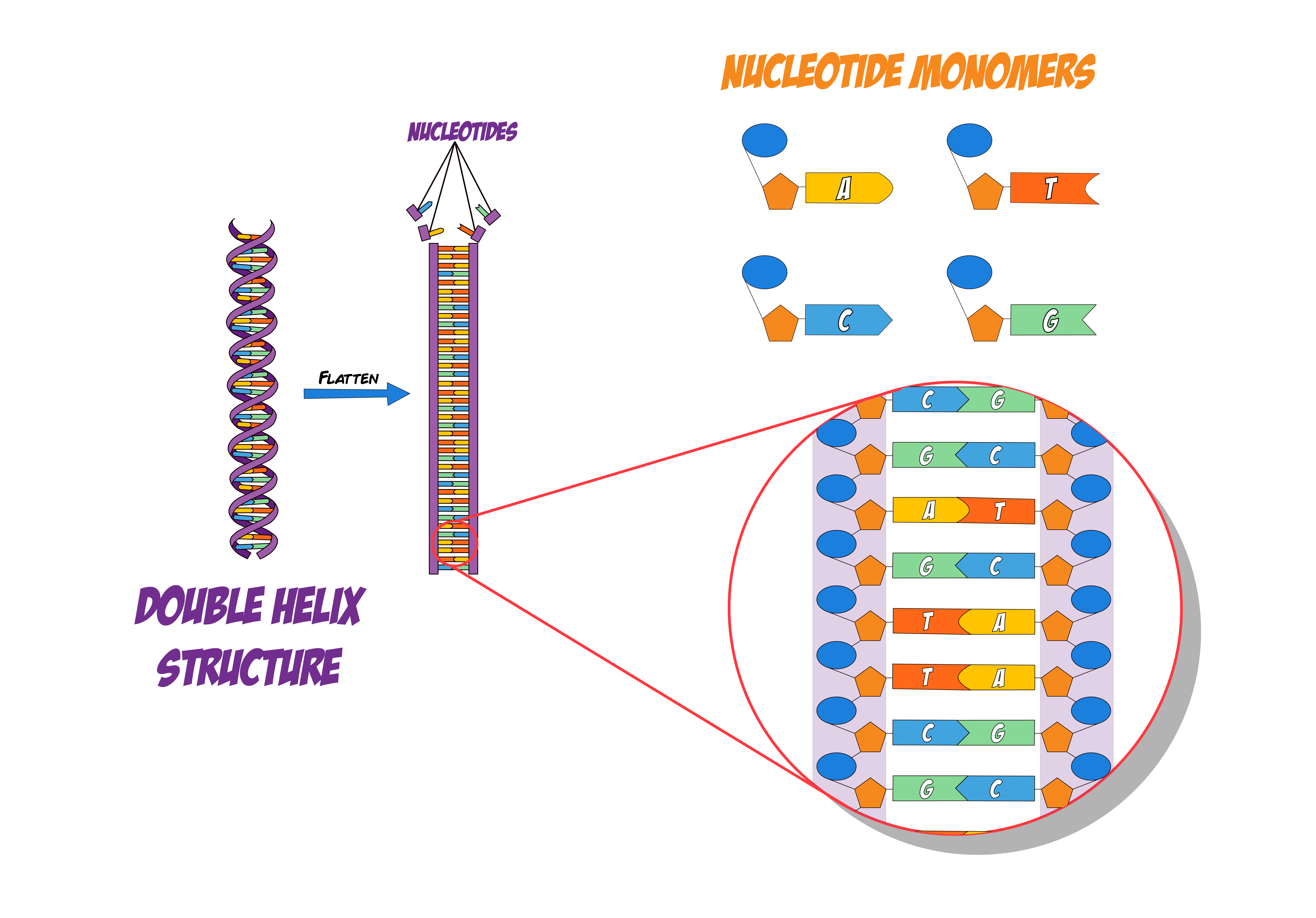 DNA