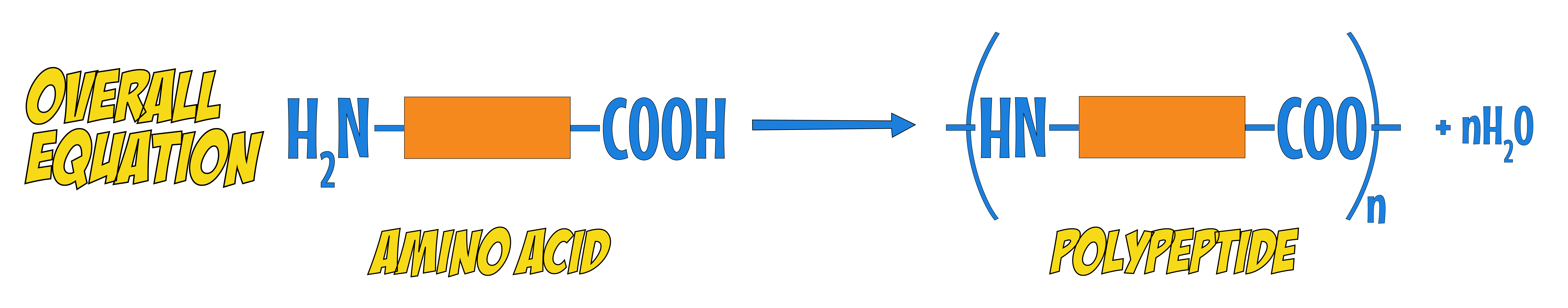Amino Acid Equation