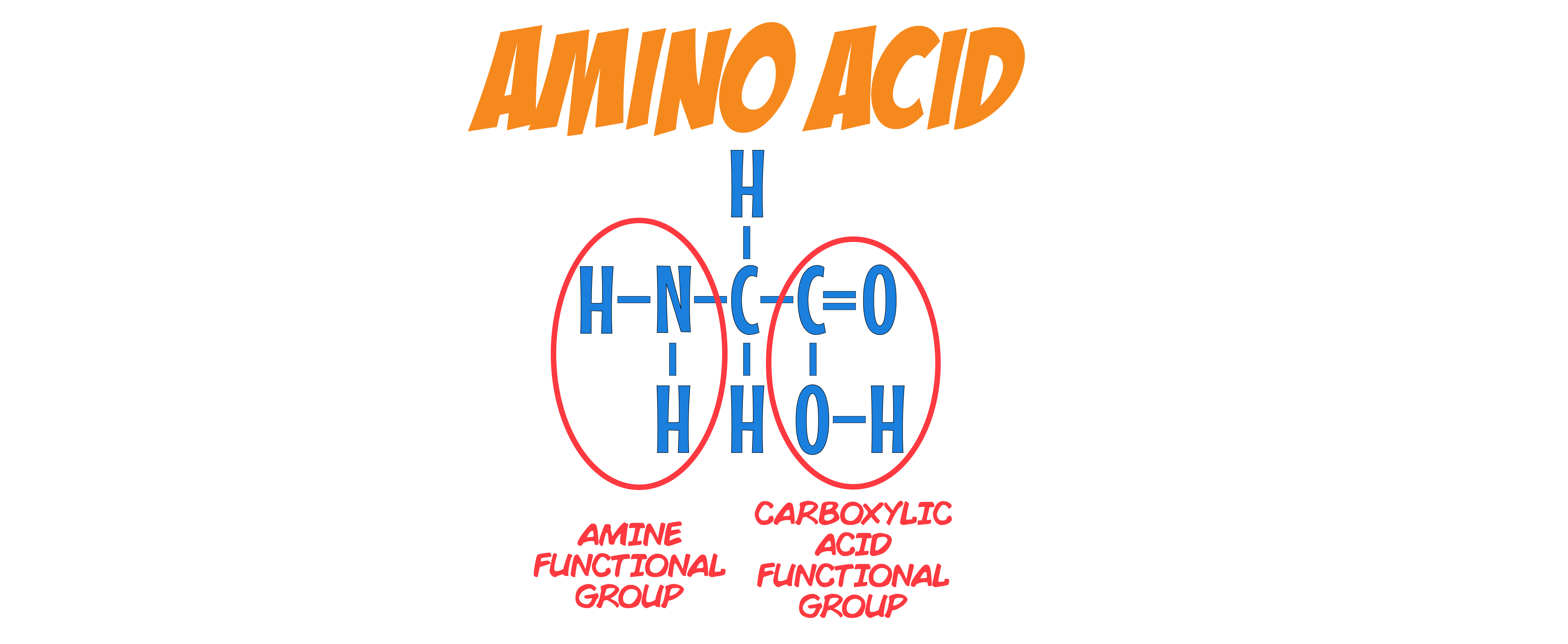 Amino Acid Functional Group