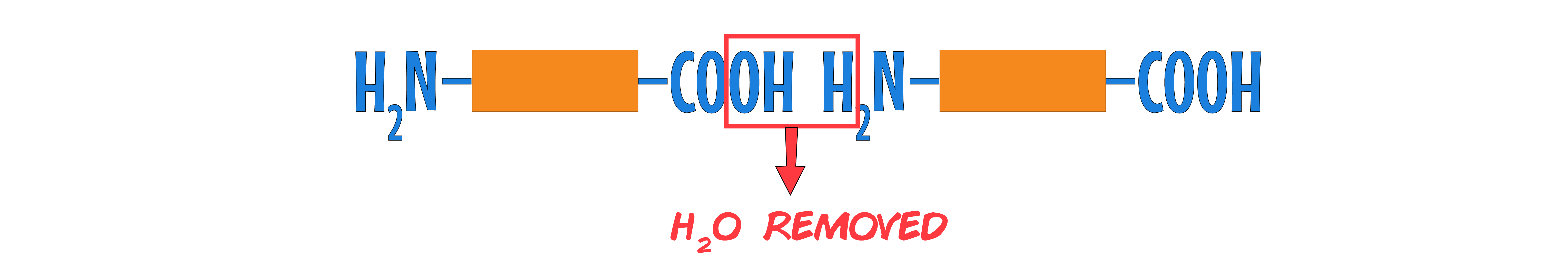 Amino Acid Water Removal