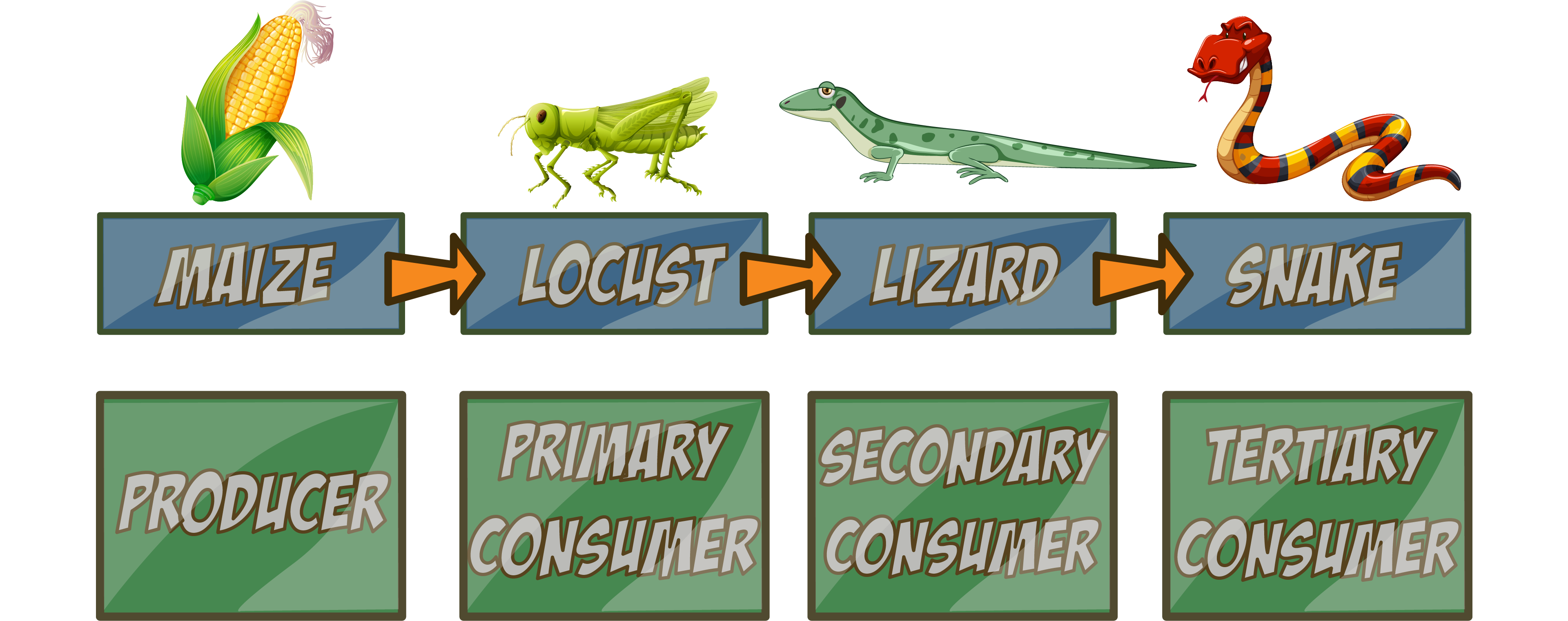 Food Chain