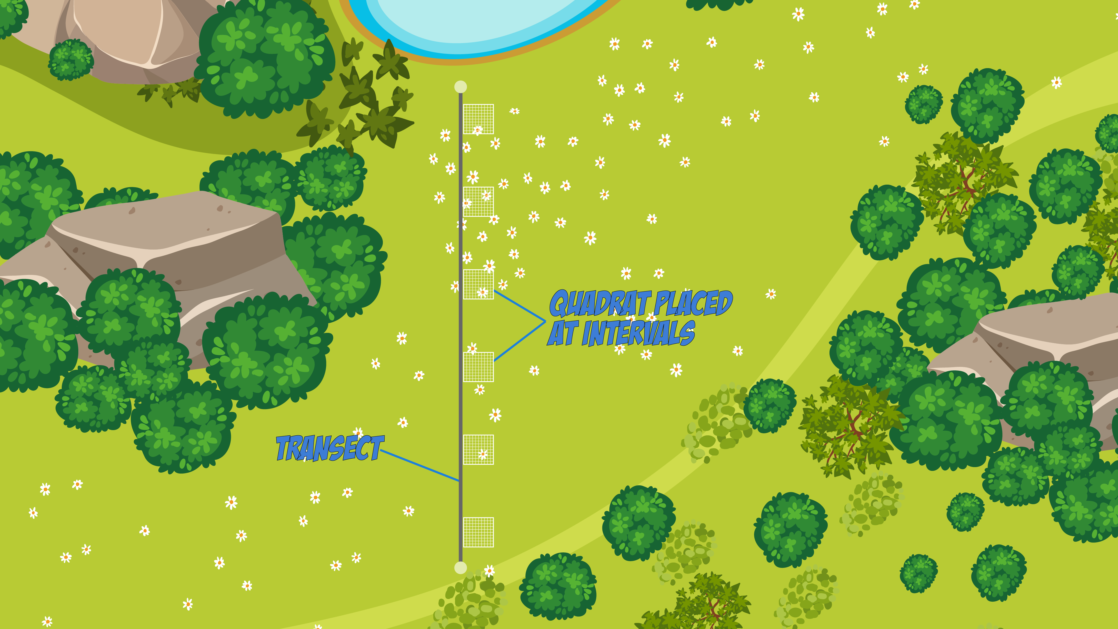 Transect