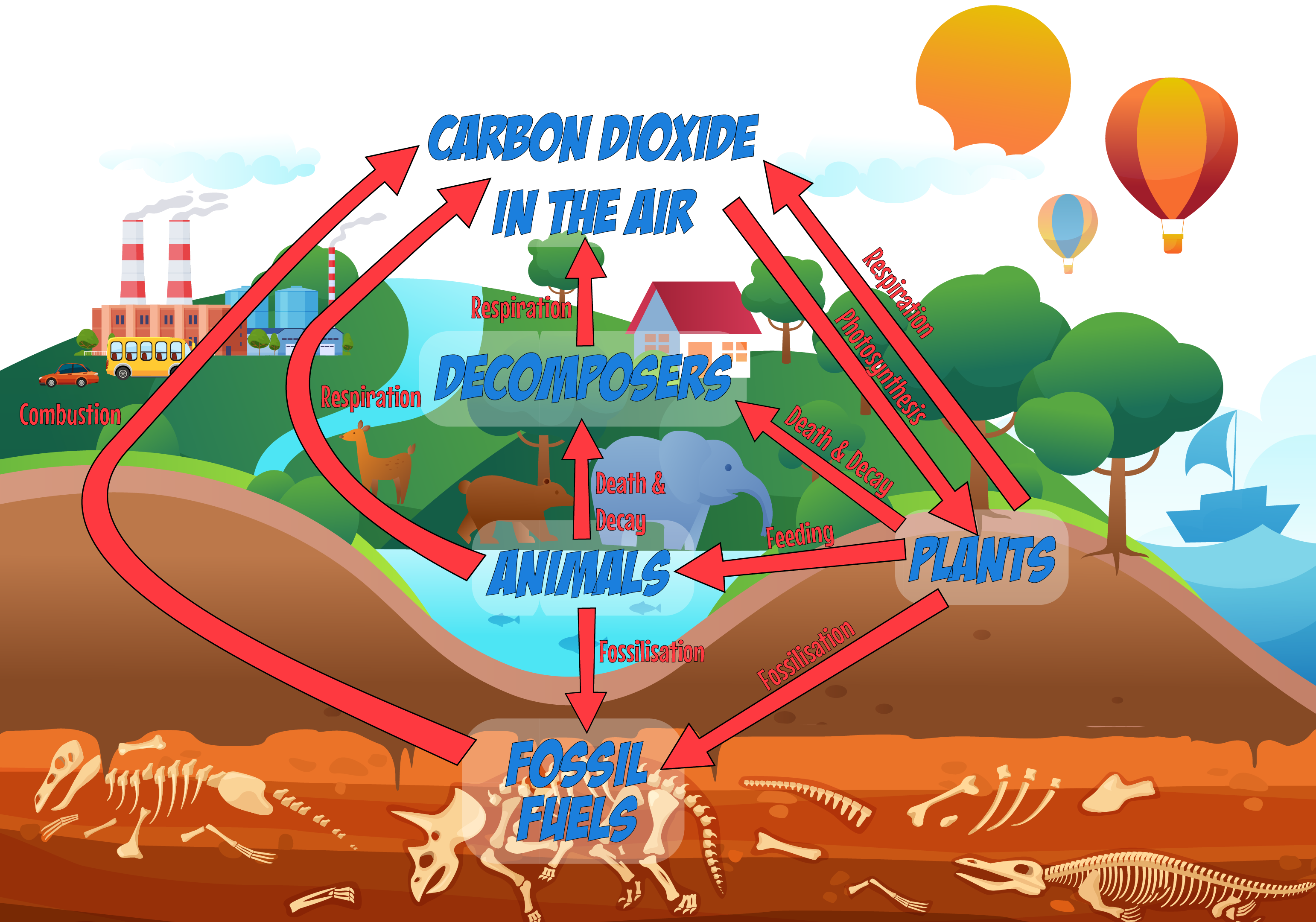 Carbon Cycle