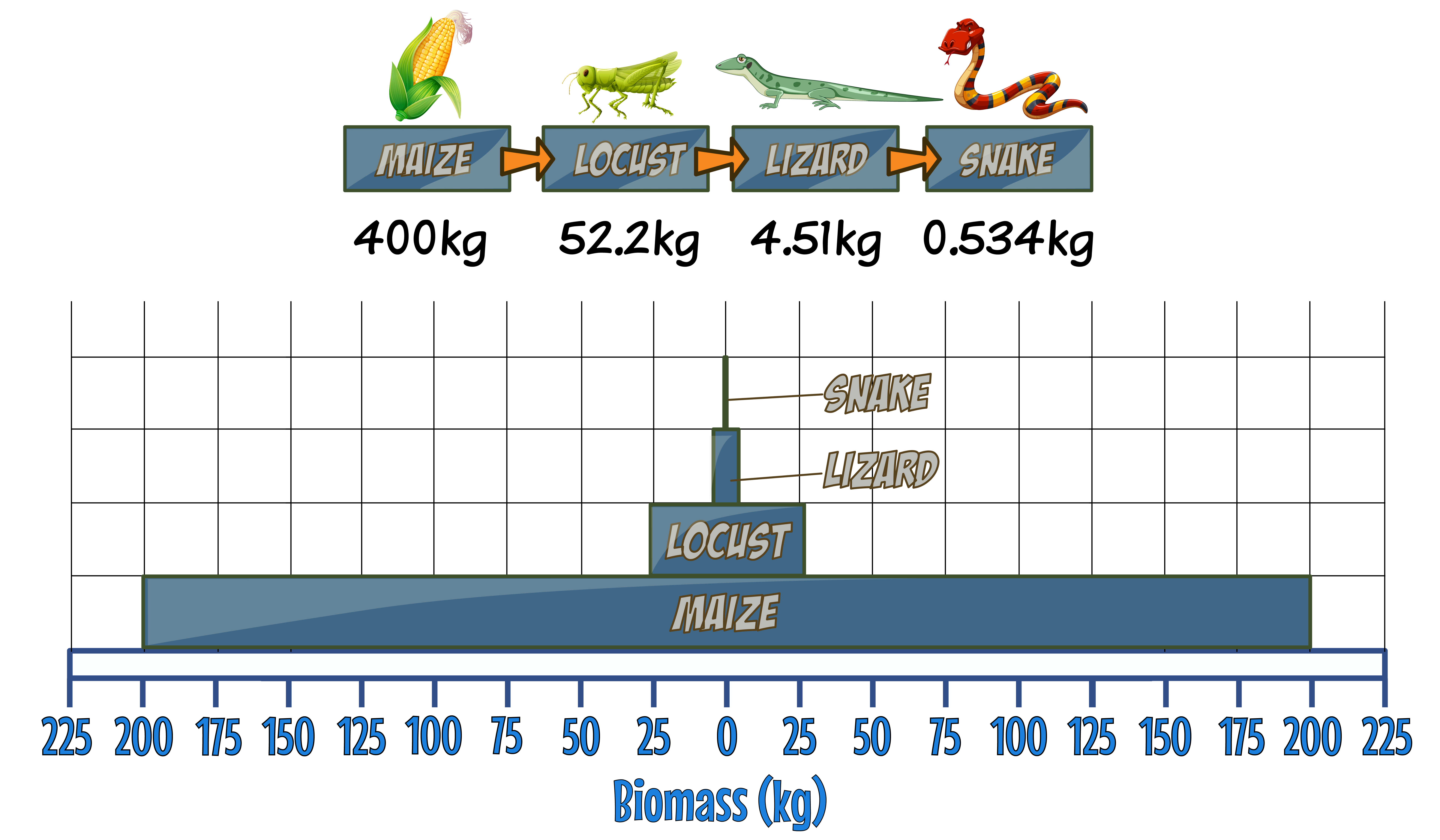 Pyramic of Biomass