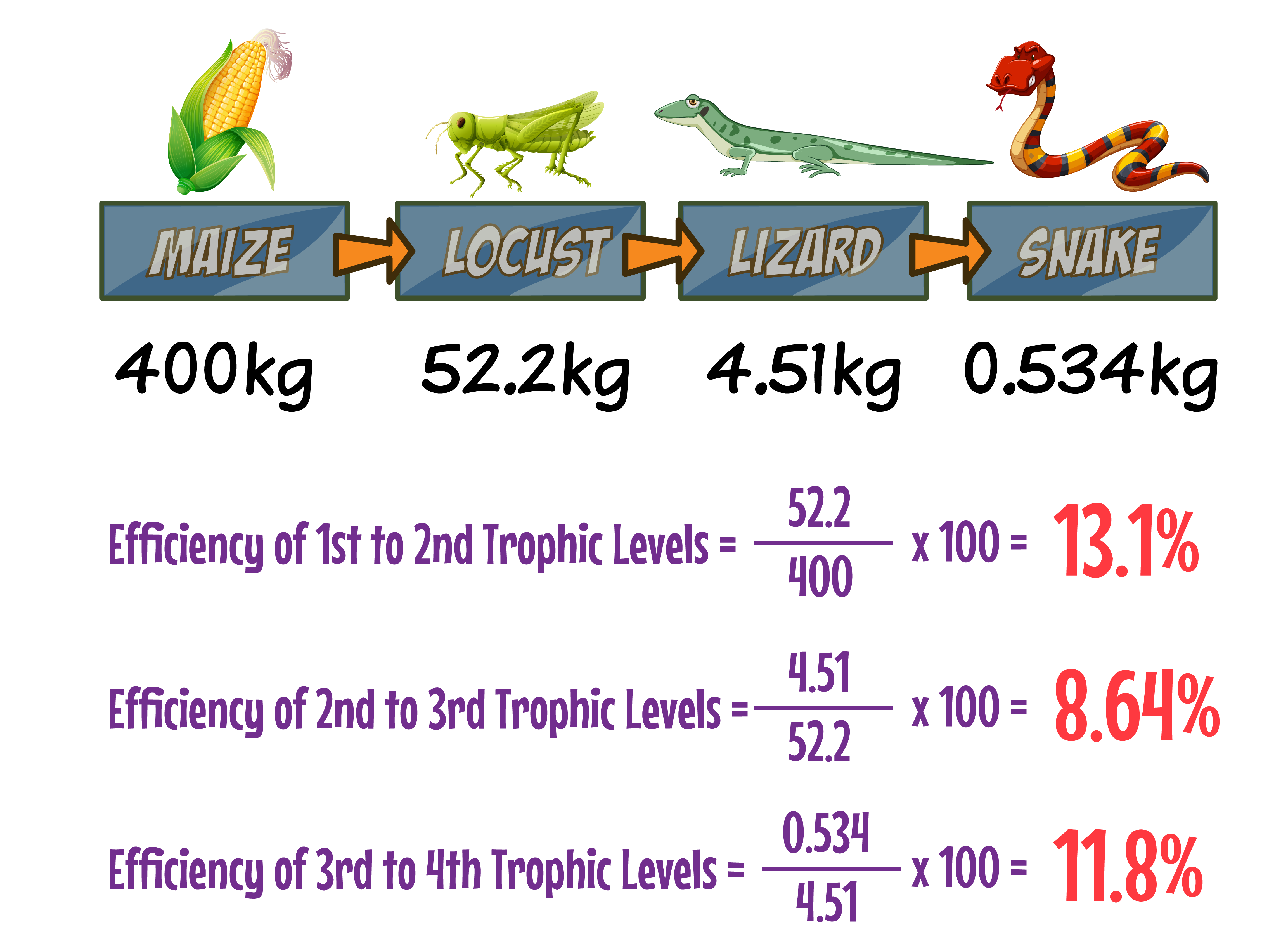 Pyramid Biomass Example
